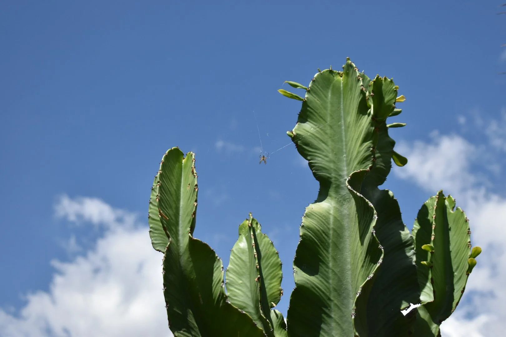 The Webs of Life