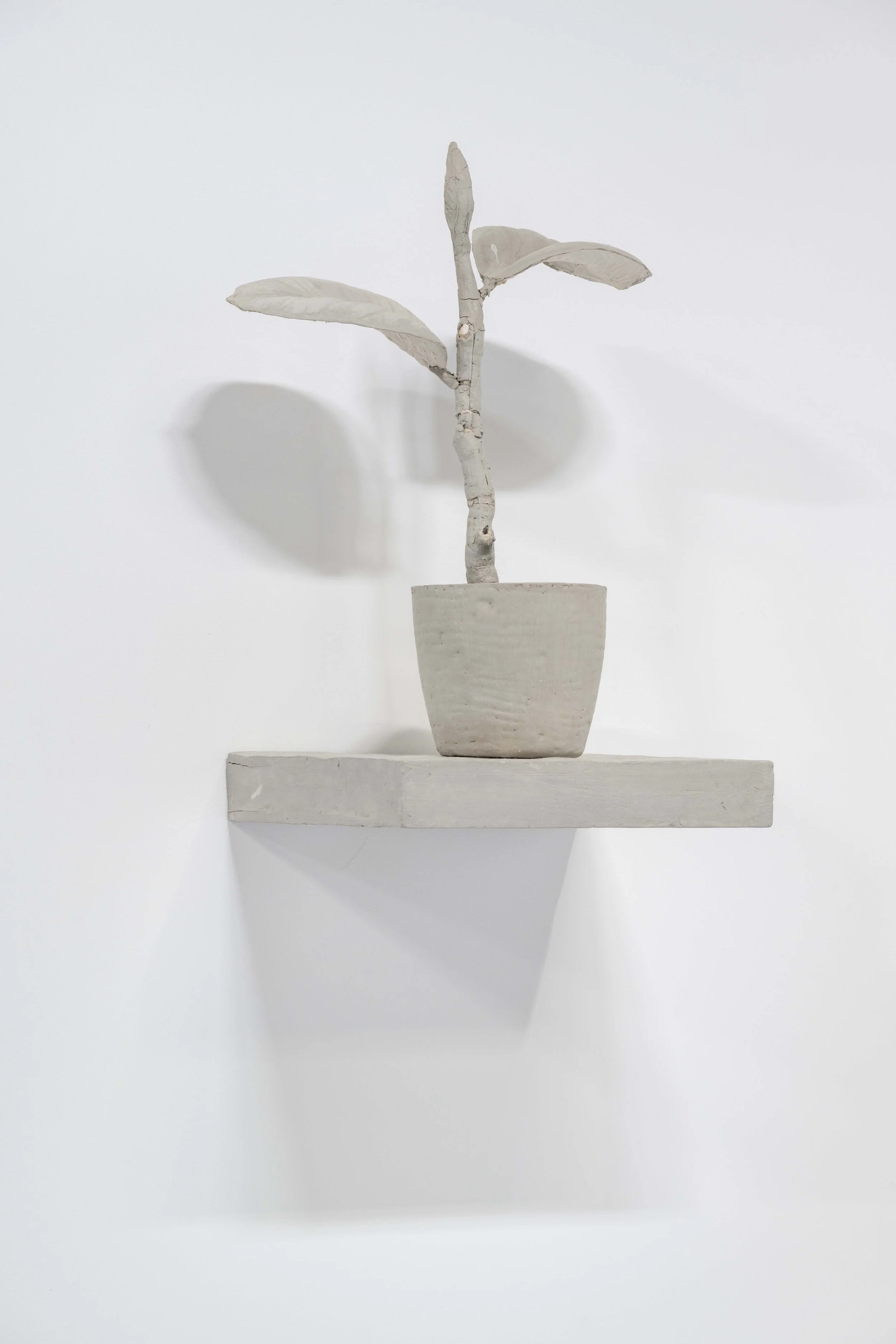 Daphne Wright,
Rubber Plant, c. 2016.
Mixed media,
41 x 36 x 21 cm.