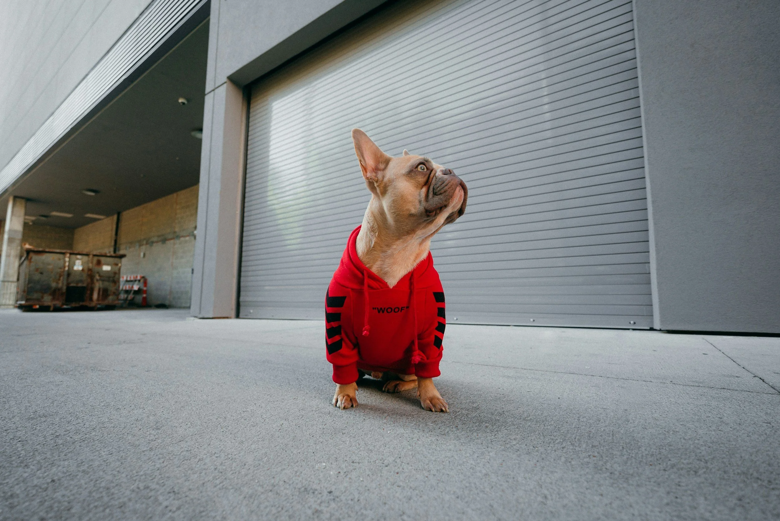 Cane di razza French Bulldog indossando una felpa rossa in un ambiente urbano con un cancello in metallo dietro.