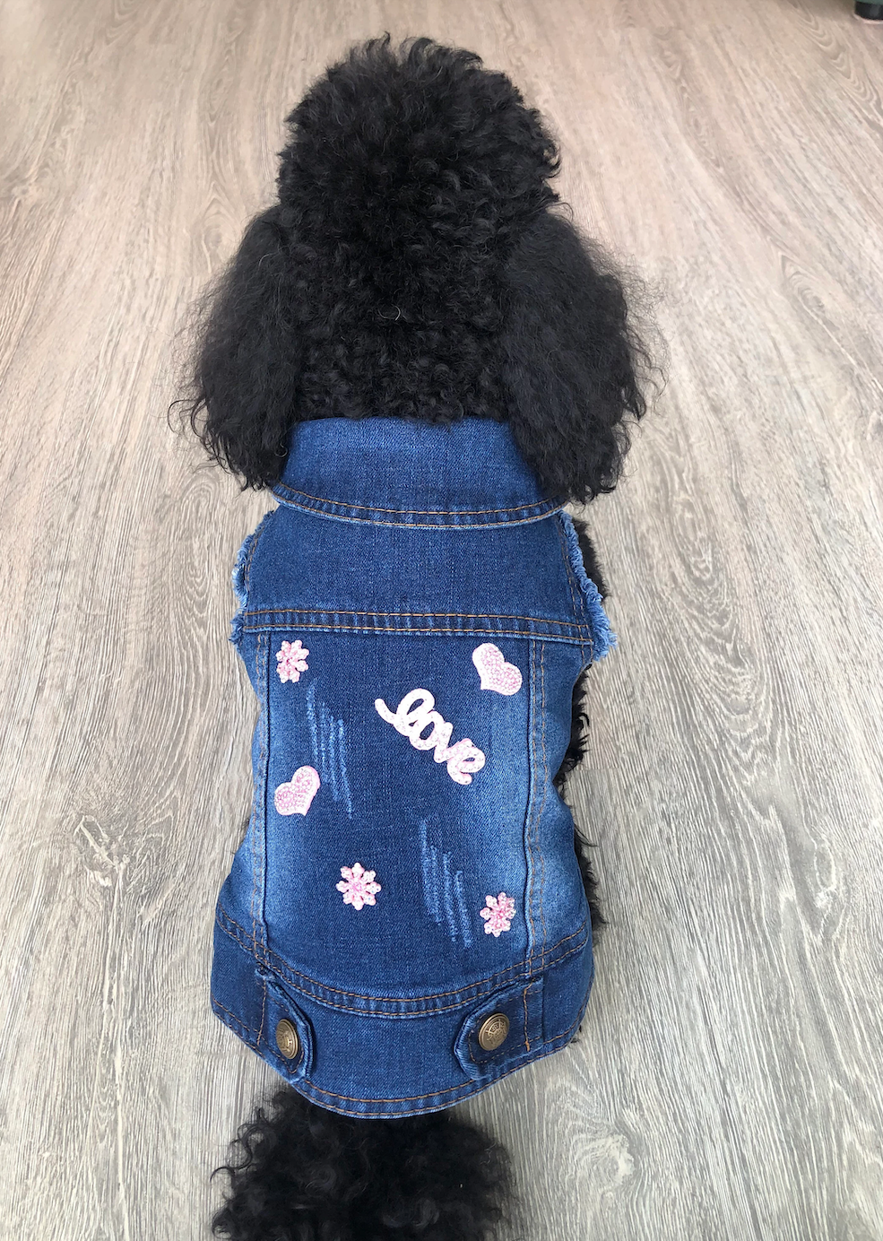 Cane con cappottino in denim decorato da ricami