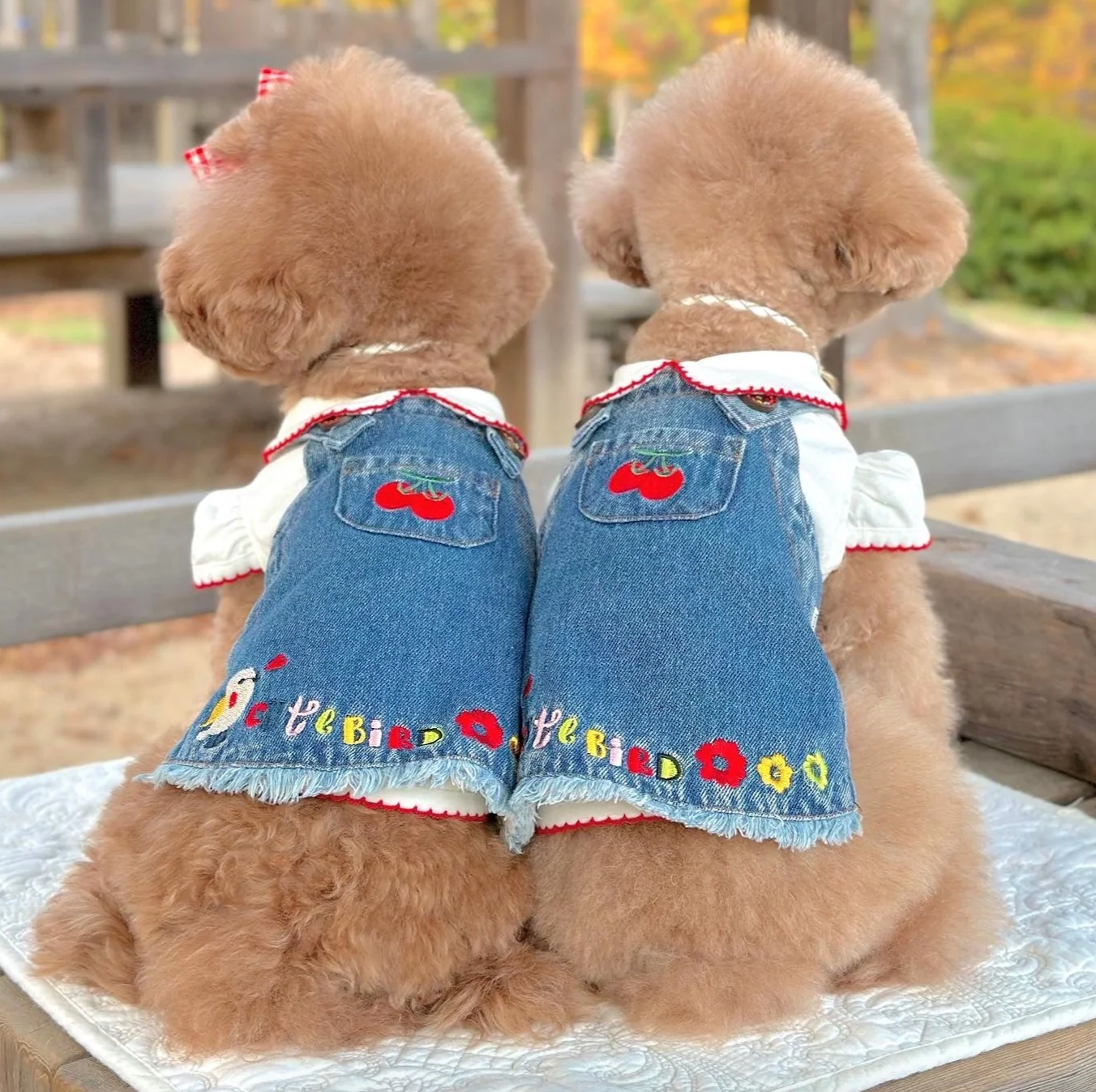 Due cuccioli con cappottini decorati con ciliegie e fiori