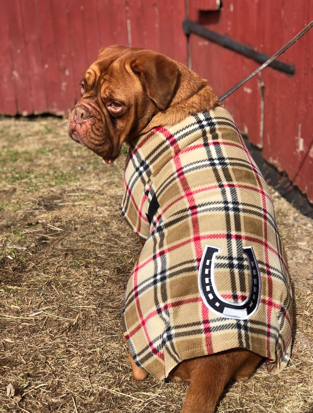 Bulldog francese con cappottino tartan