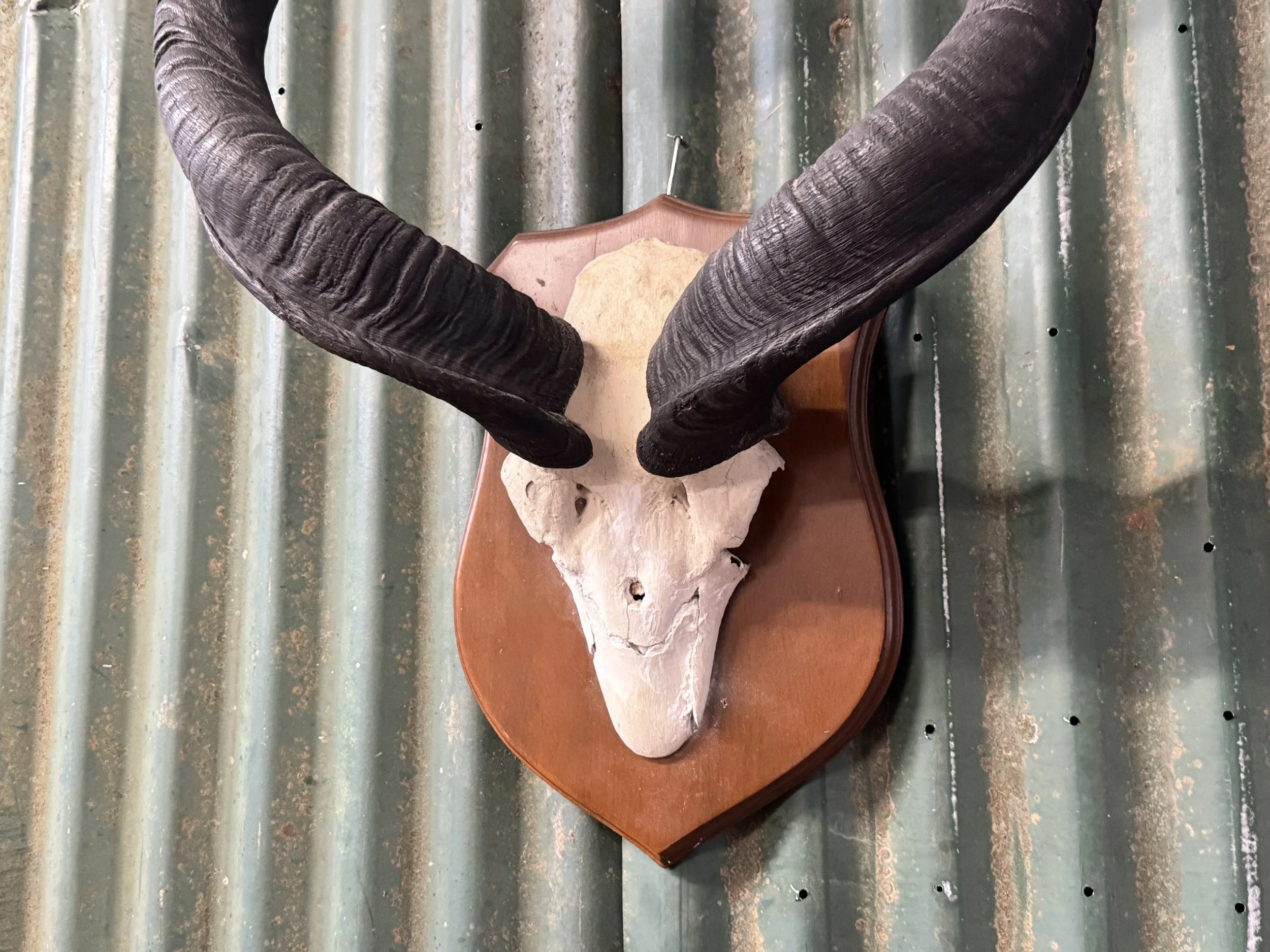 Taxidermy Antelope Horns