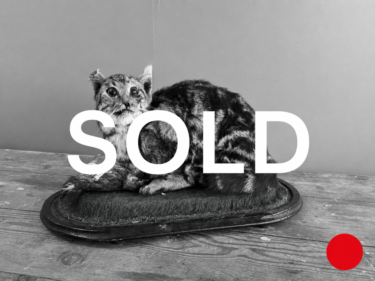 Victorian Taxidermy Scottish Wildcat