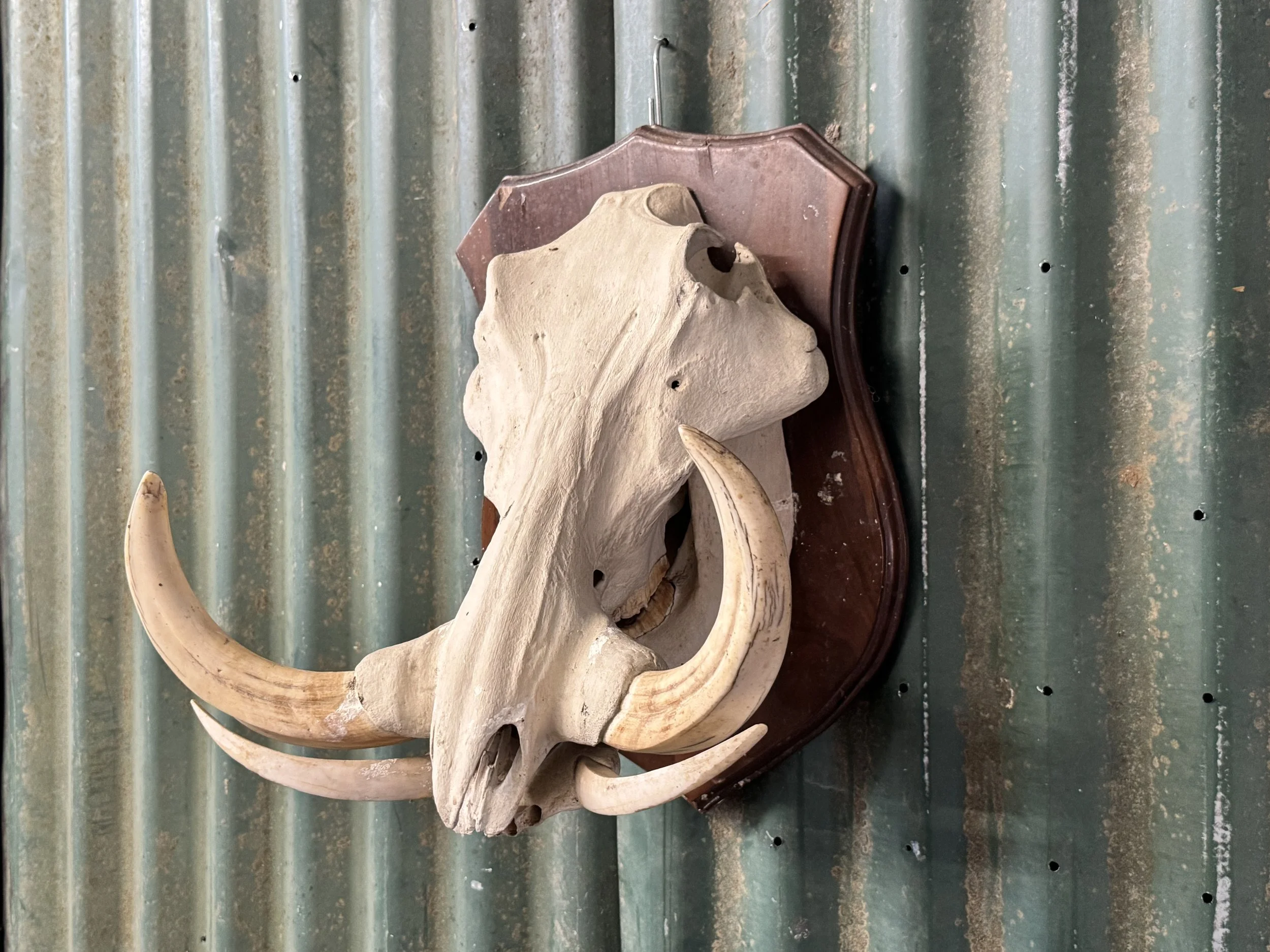 Taxidermy African Warthog Skull