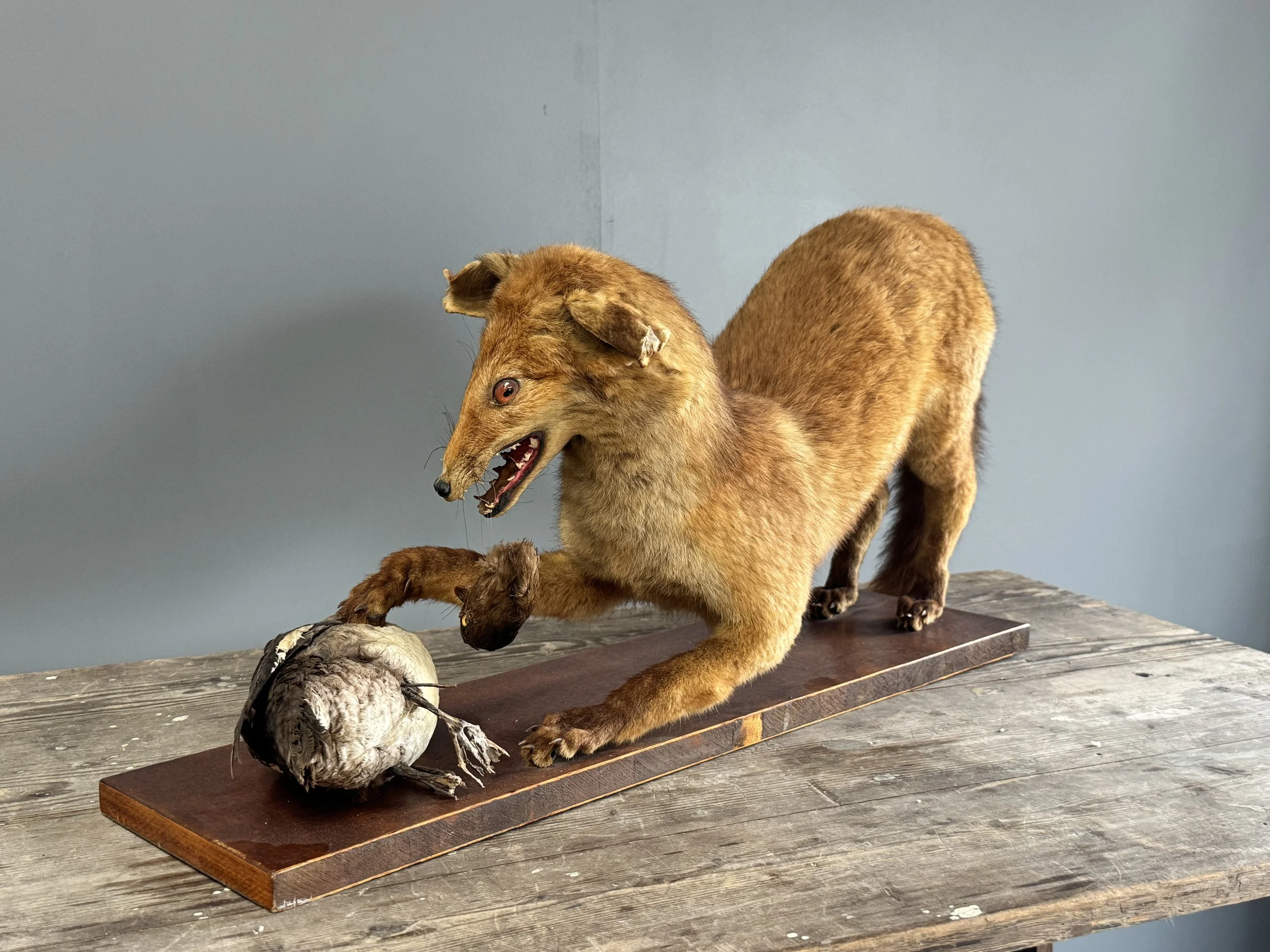 Vintage Taxidermy Fox With Prey
