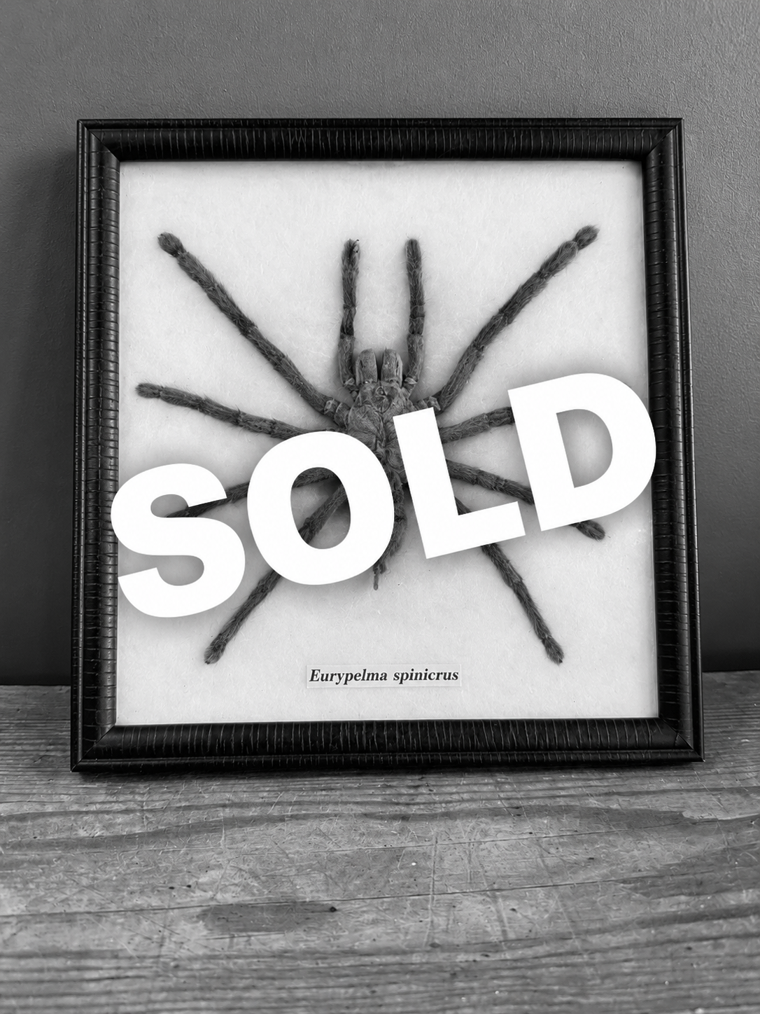 Framed Real Tarantula Taxidermy Display (Eurypelma spinicrus) 