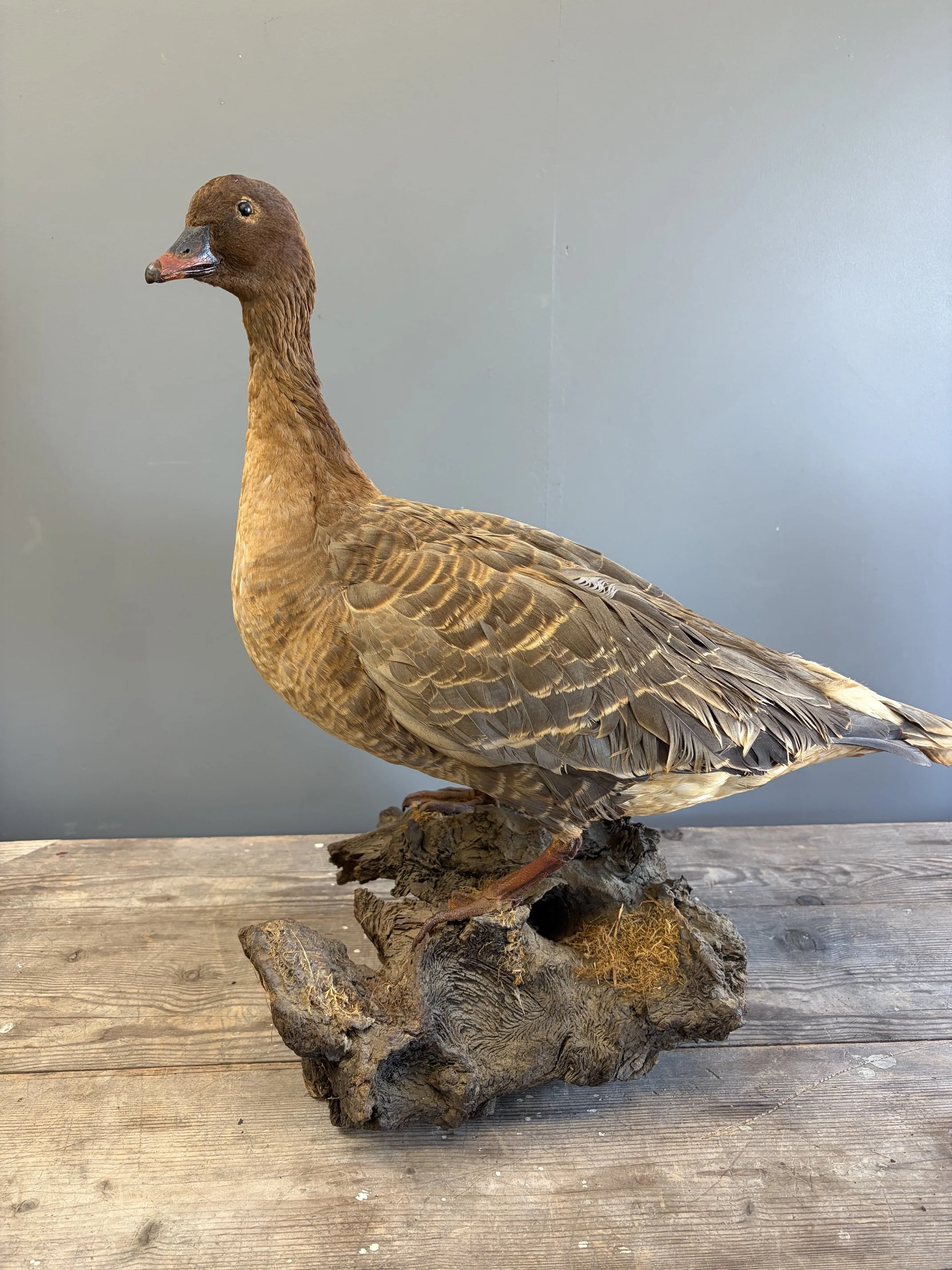 Vintage Taxidermy Goose