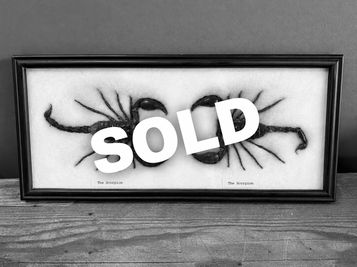 A Framed Real Taxidermy Scorpions Wall Display 