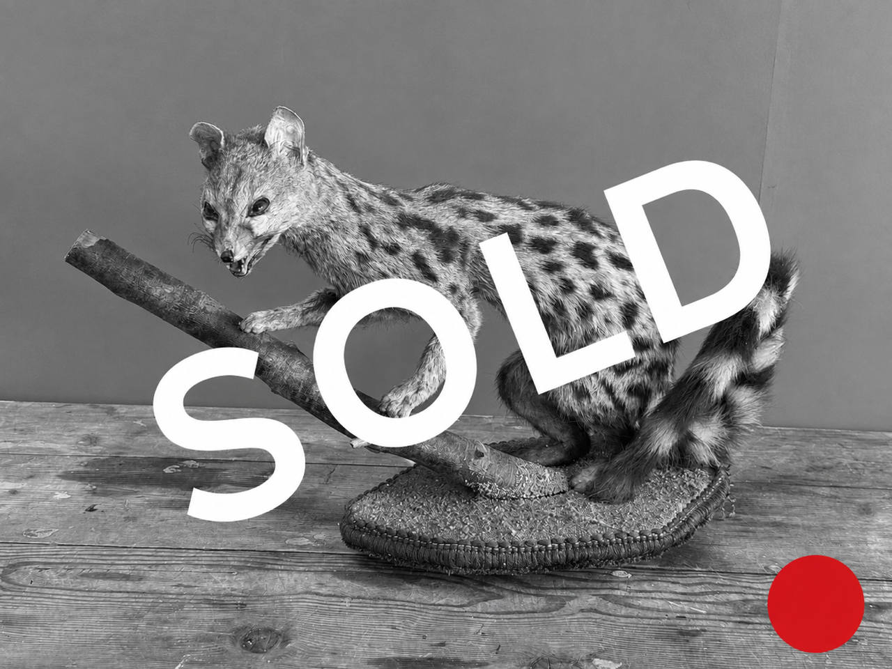 Taxidermy Genet