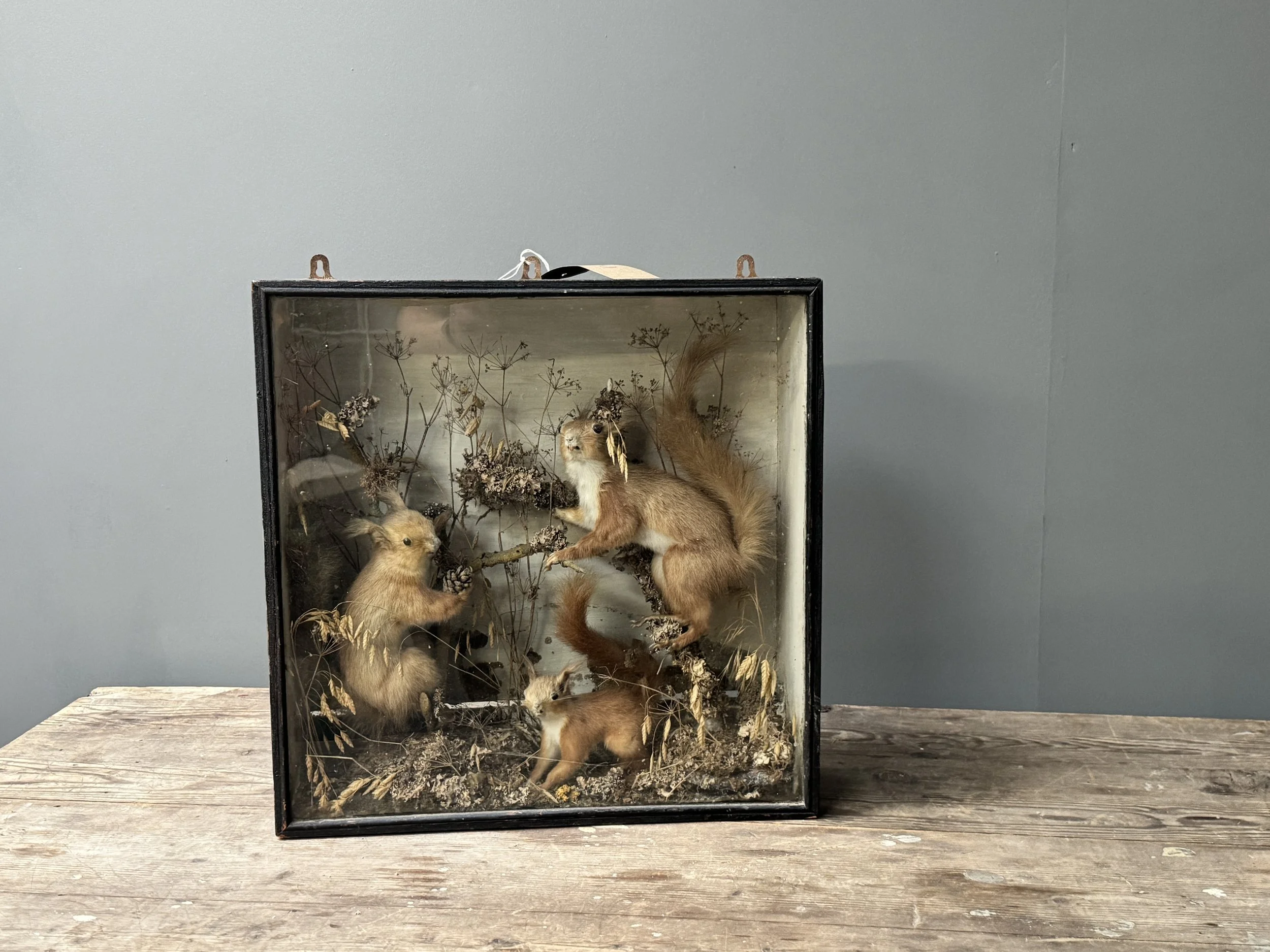 Victorian-era Taxidermy Squirrels