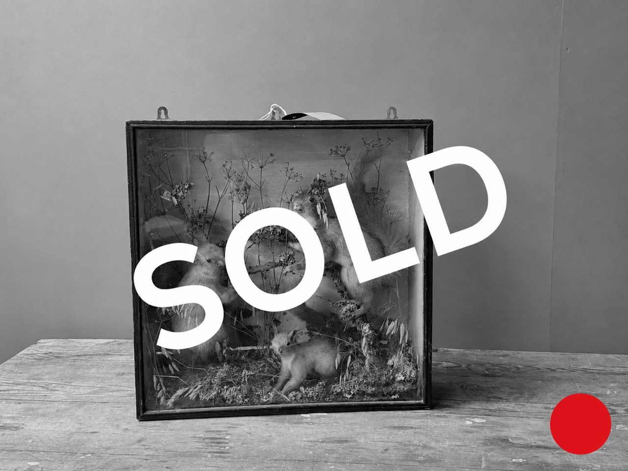 Vintage Taxidermy Diorama of Red Squirrels
