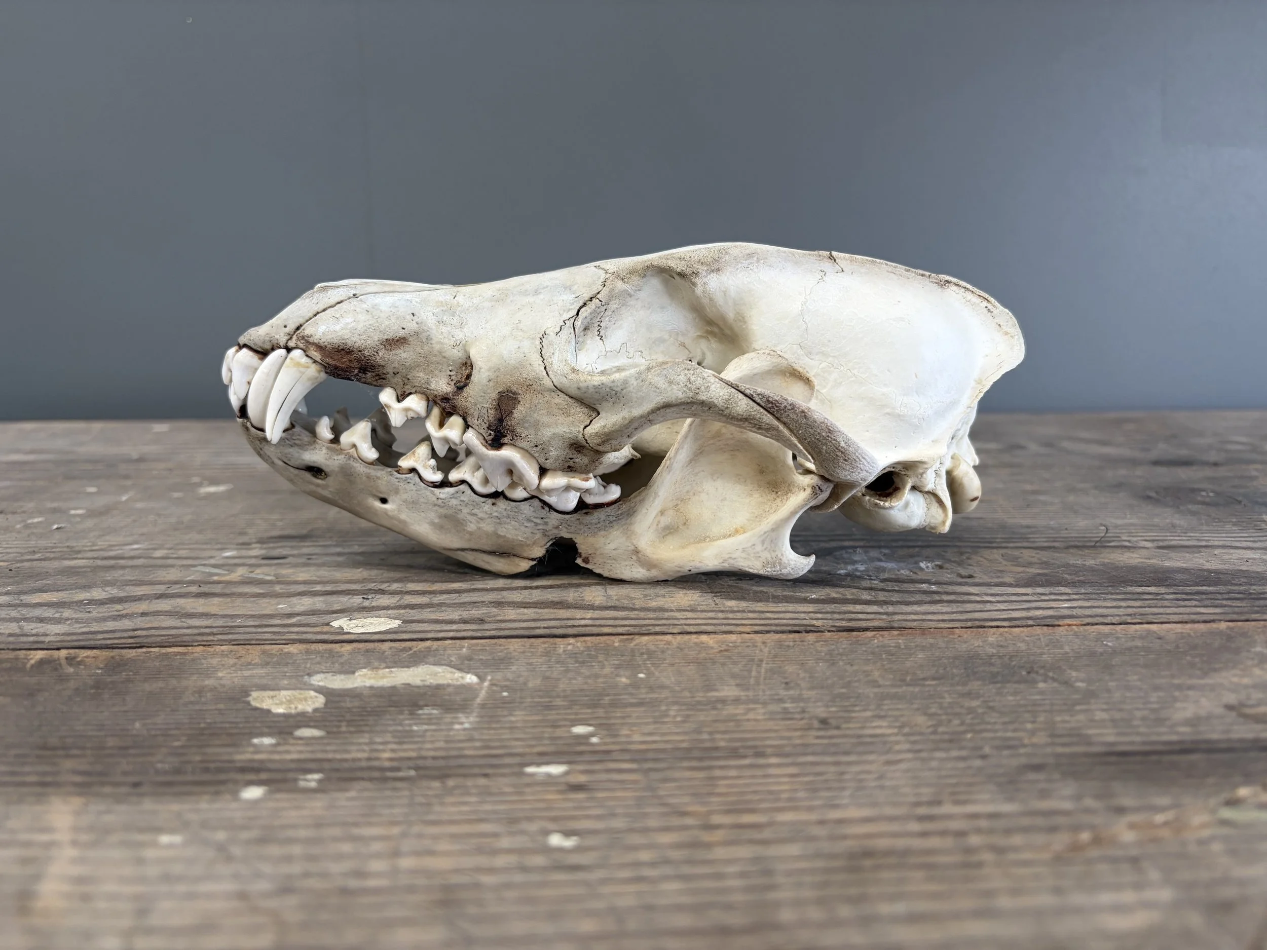 Rare Coyote Skull.