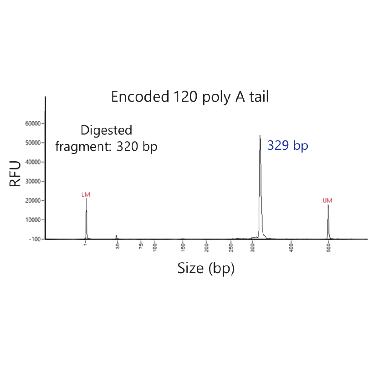 polyA stability Data for mRNA vaccines and therapeutics