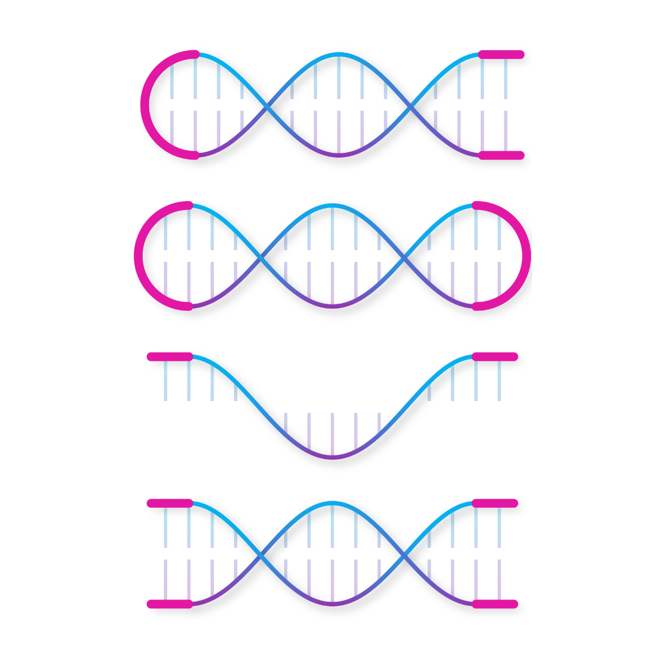 Image showing four DNA constructs. They are made using 4basebio's synthetic DNA technology.