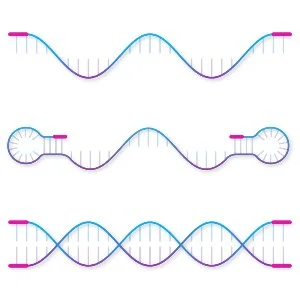 Gene Editing