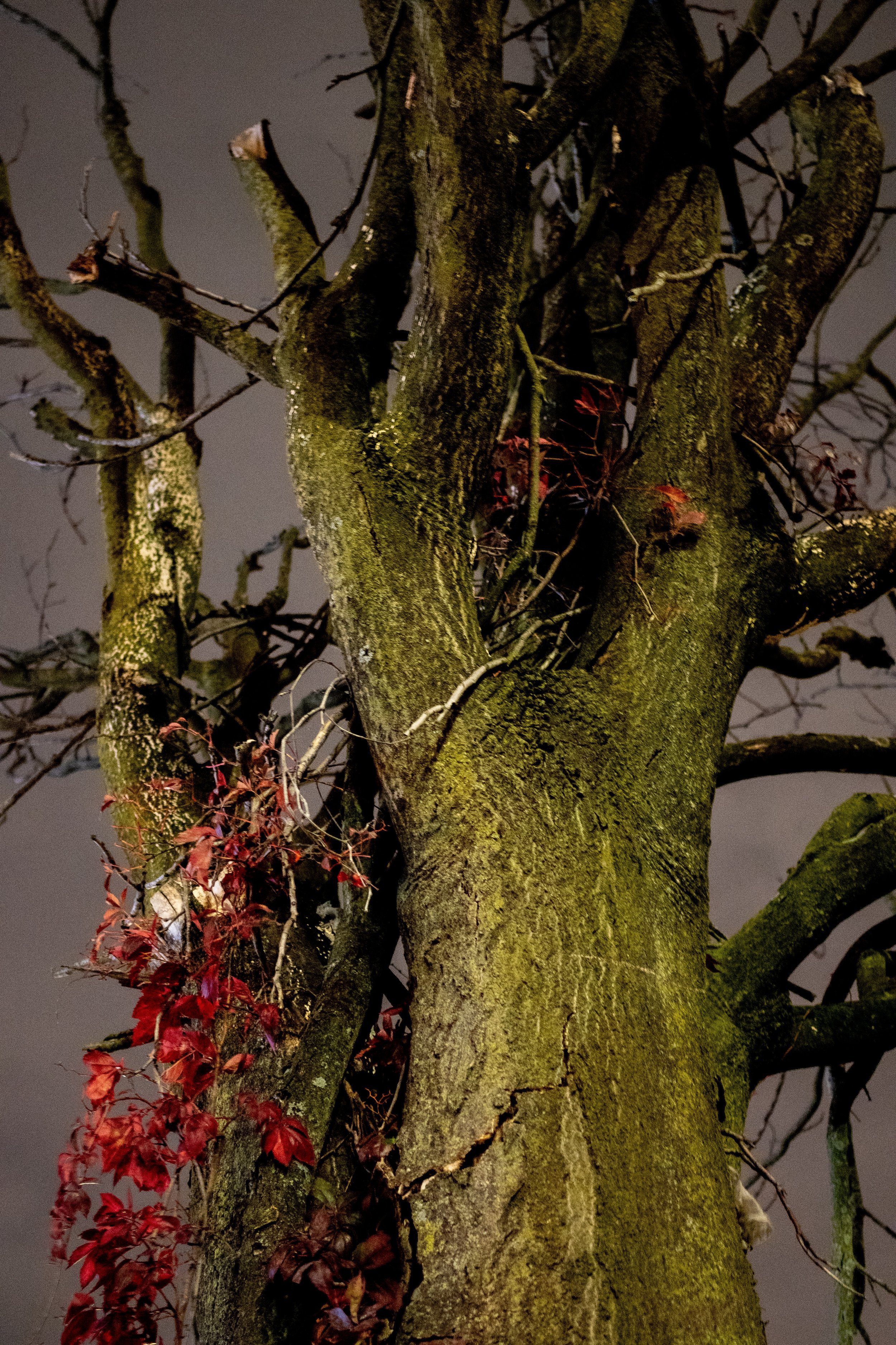 Close-up of a large, moss-covered tree trunk with branches extending in various directions. Some of the branches have red leaves, and a few patches of moss are visible on the bark. The background shows a dark, cloudy sky, indicating it is nighttime.