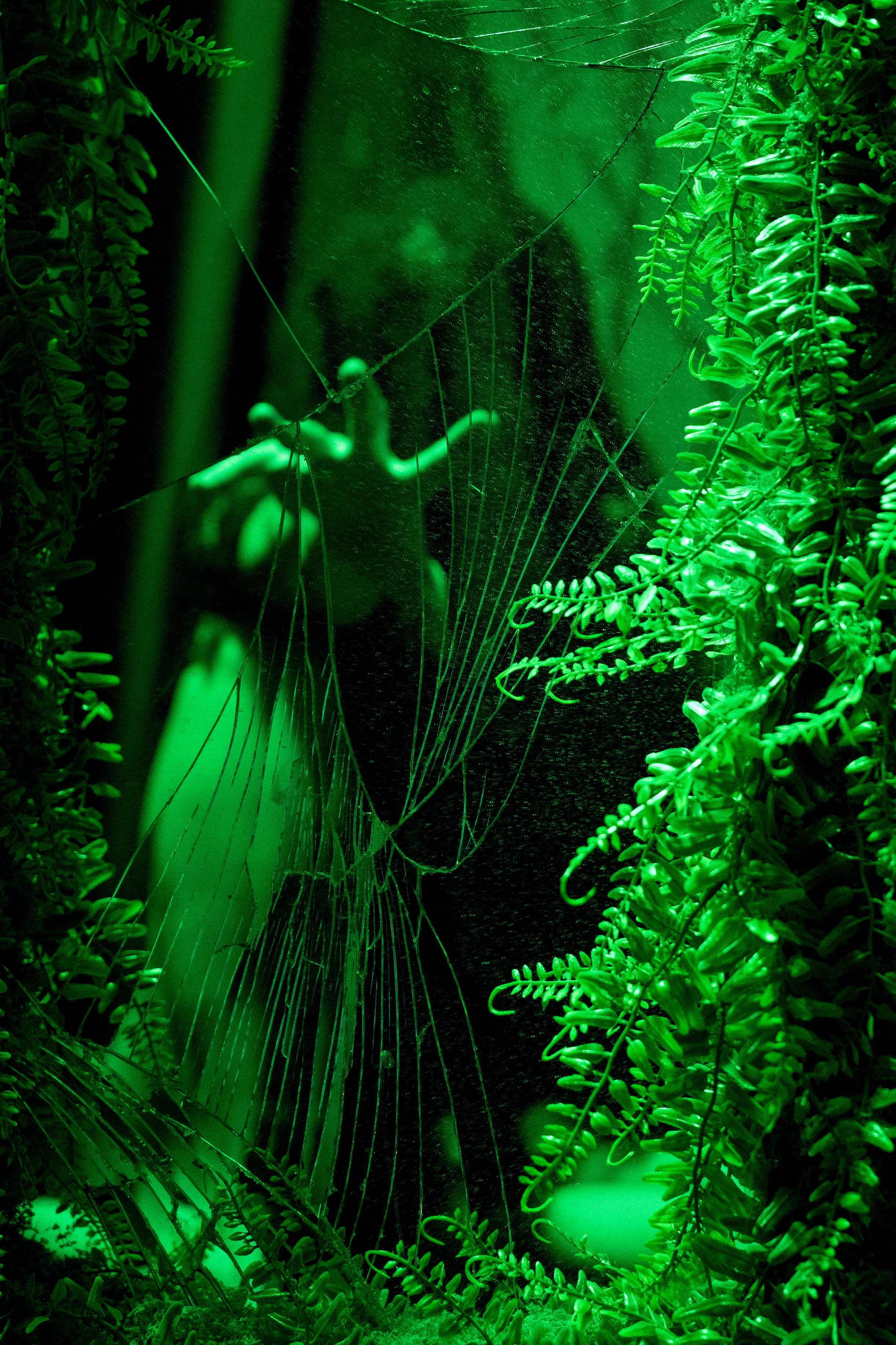 Close-up of fern plants with a spider web in the foreground illuminated by green light.