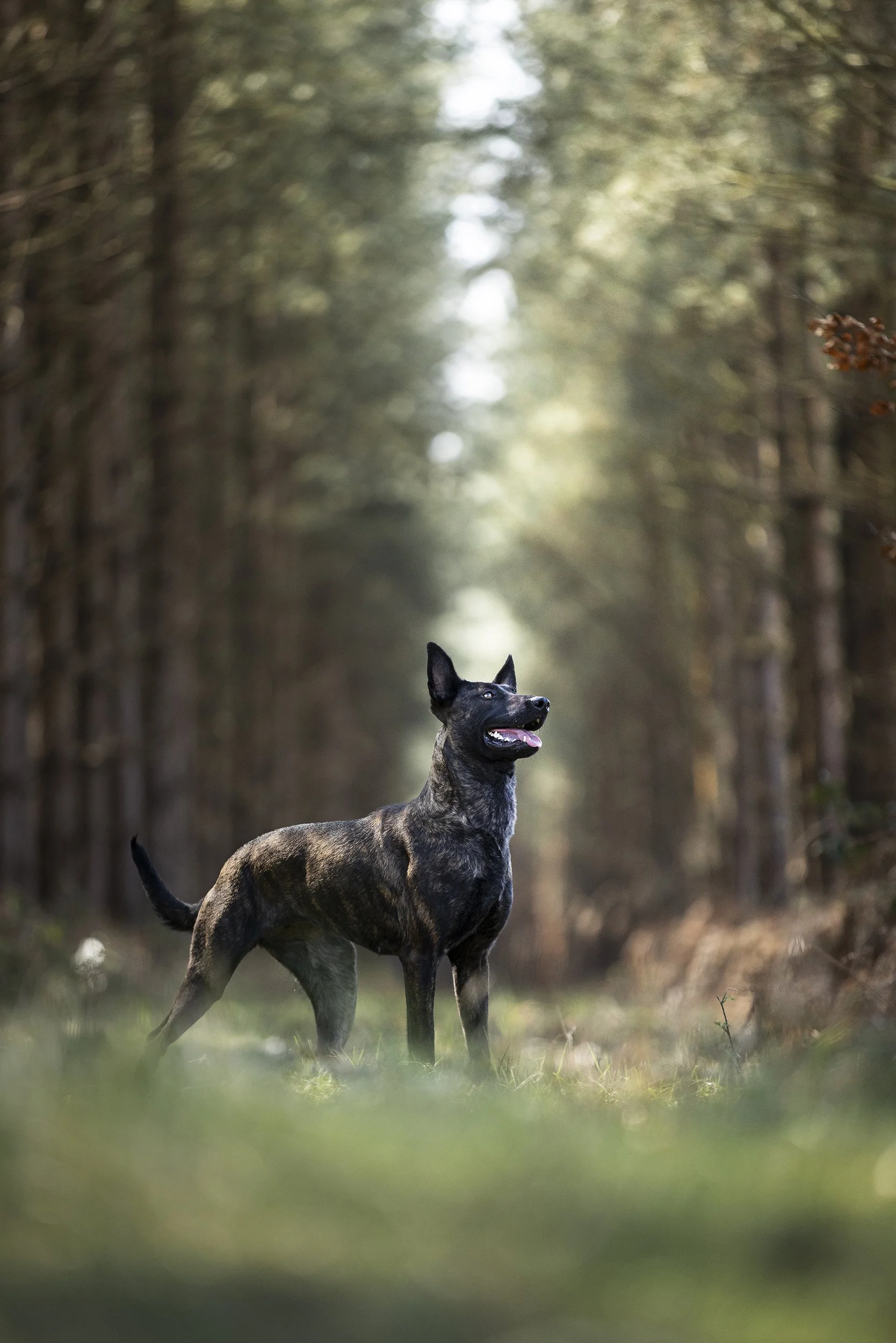 A brindle-coated dog standing in a forest with a blurred background of trees and dappled sunlight.