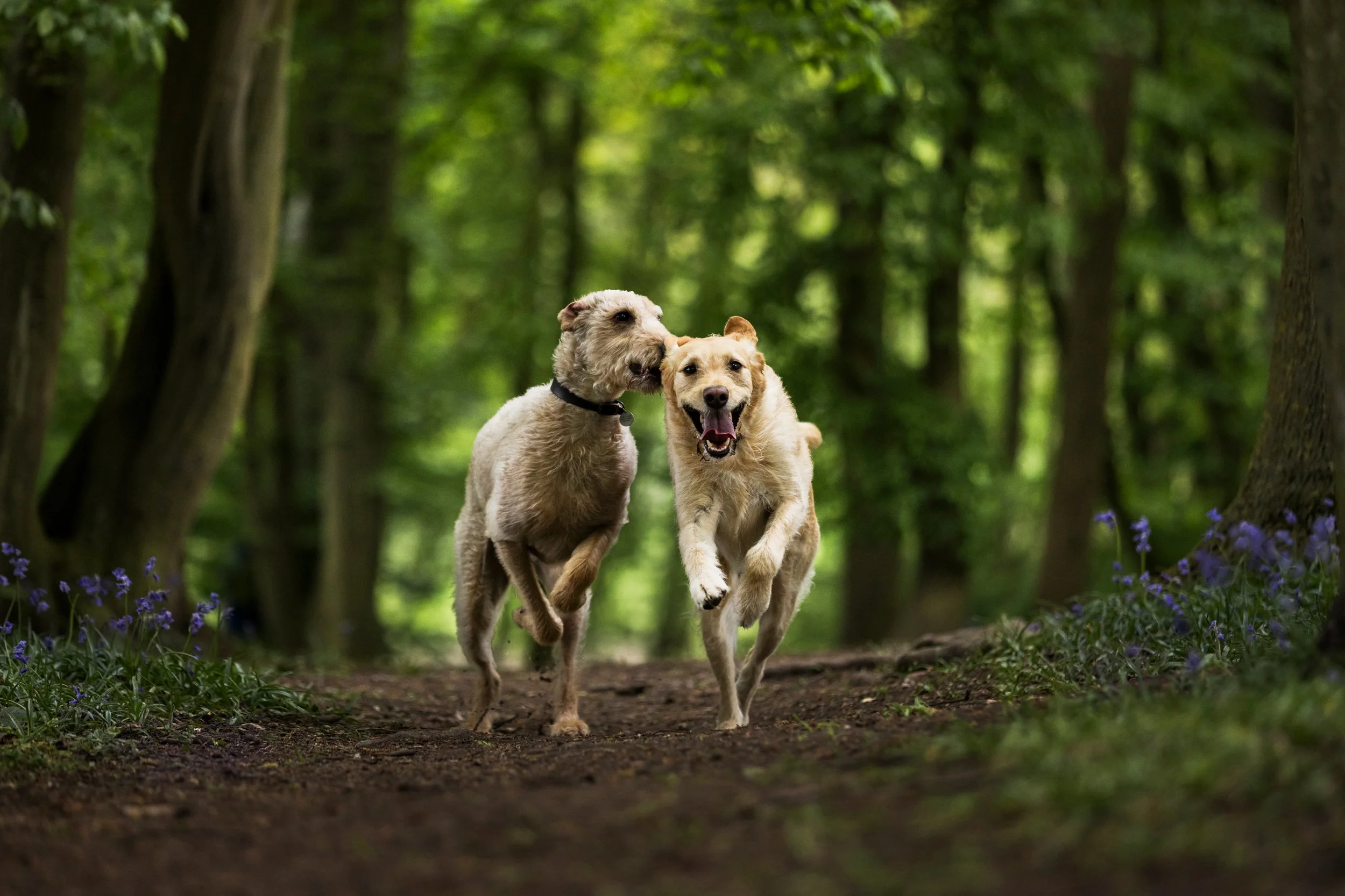Two dogs running and playing together on a forest trail with green trees and purple flowers.