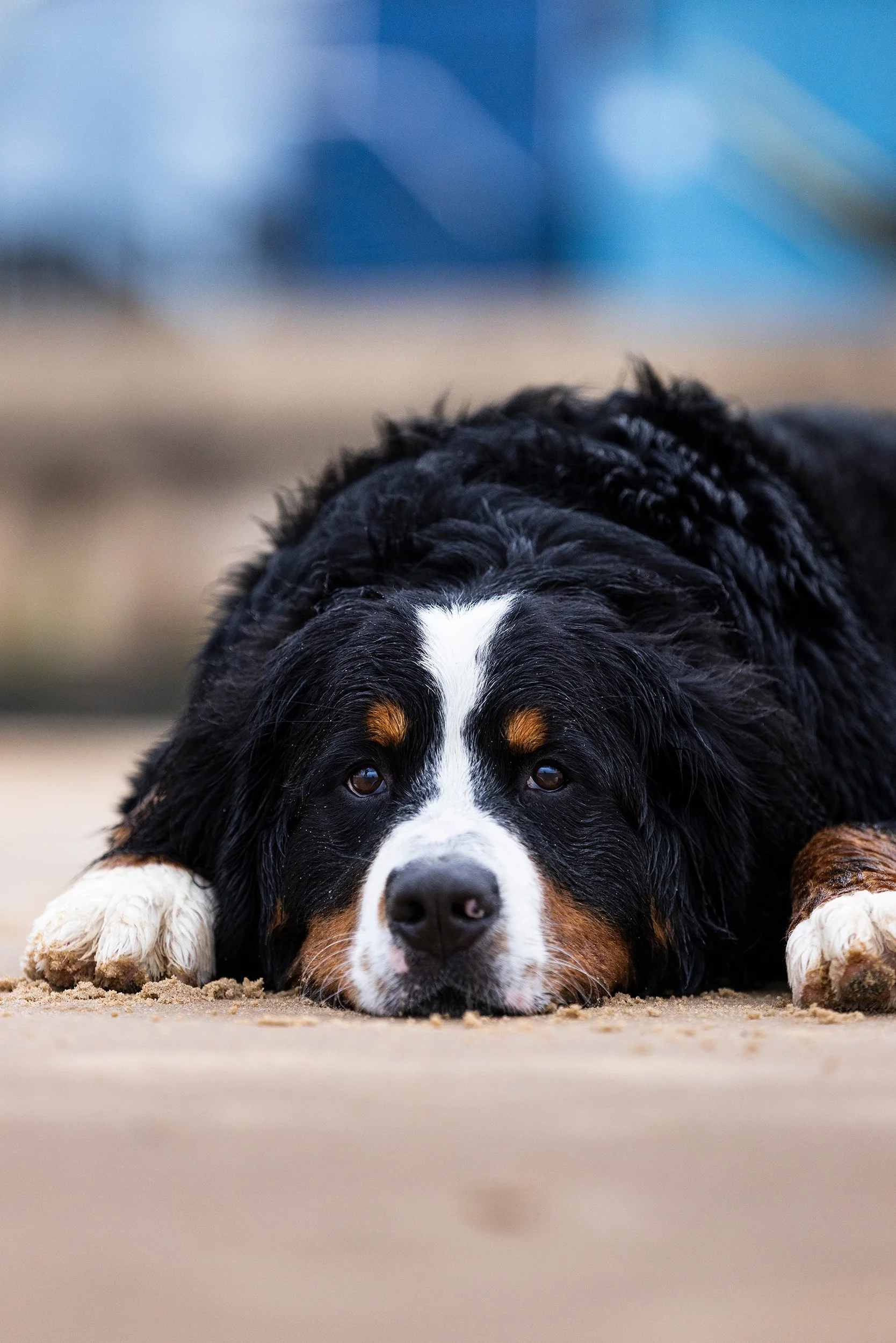 A Bernese Mountain Dog lying flat on a sandy surface, resting its head and paws on the ground, with a blurred outdoor background.
