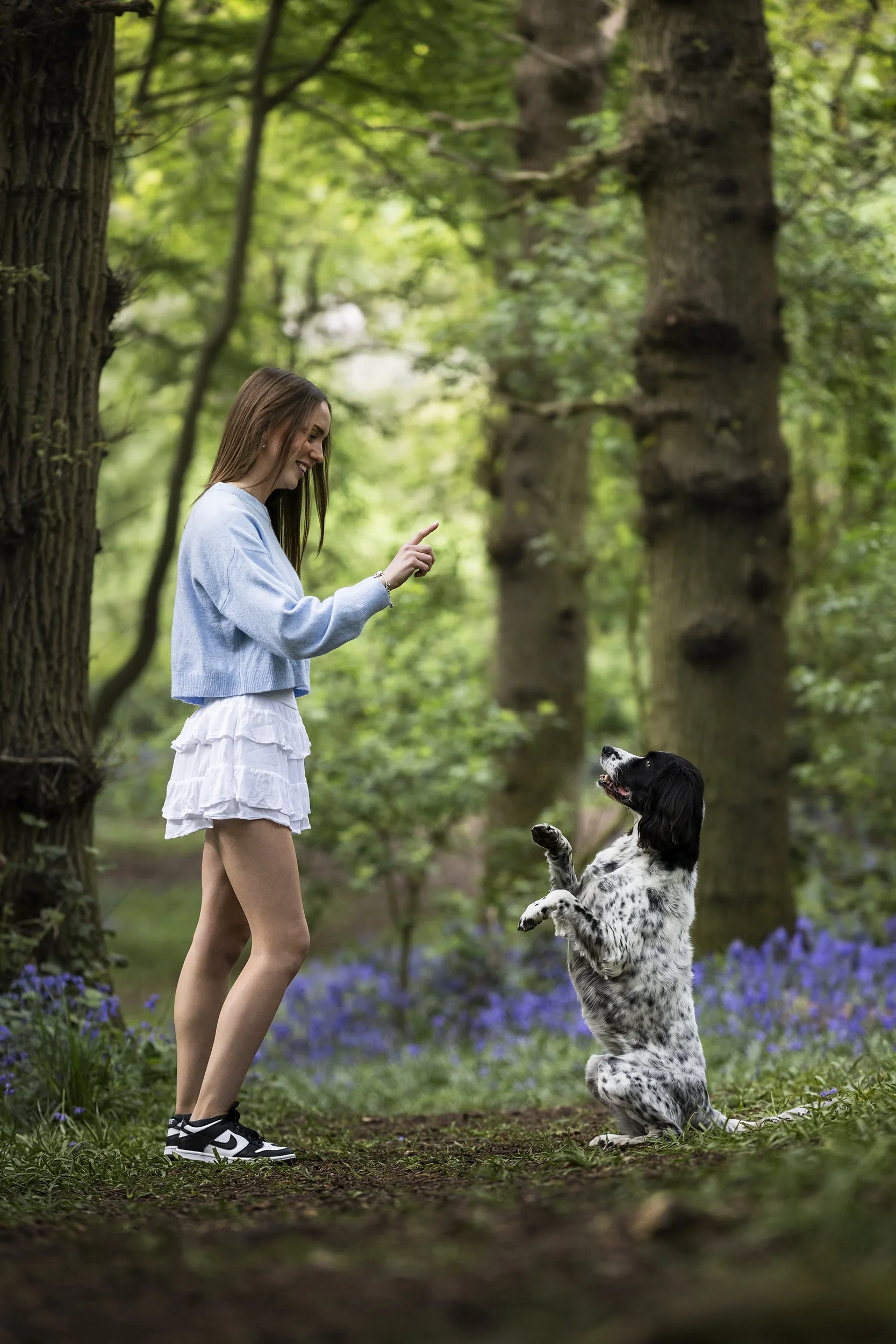 A young woman in a blue sweatshirt and white ruffled shorts plays with a black and white springer spaniel dog in a lush green forest, with purple flowers on the ground.