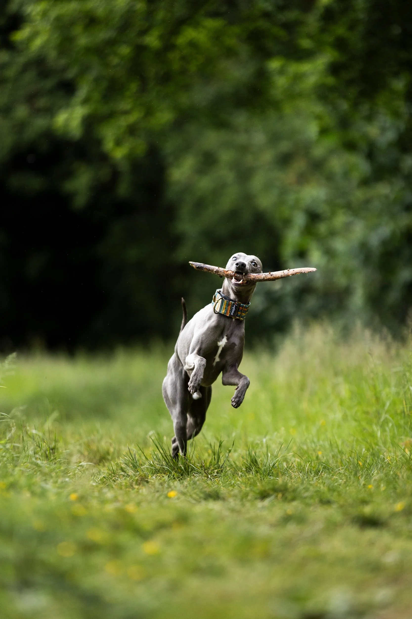 A gray dog running across a grassy field, carrying a stick in its mouth, with a blurred green forest background.