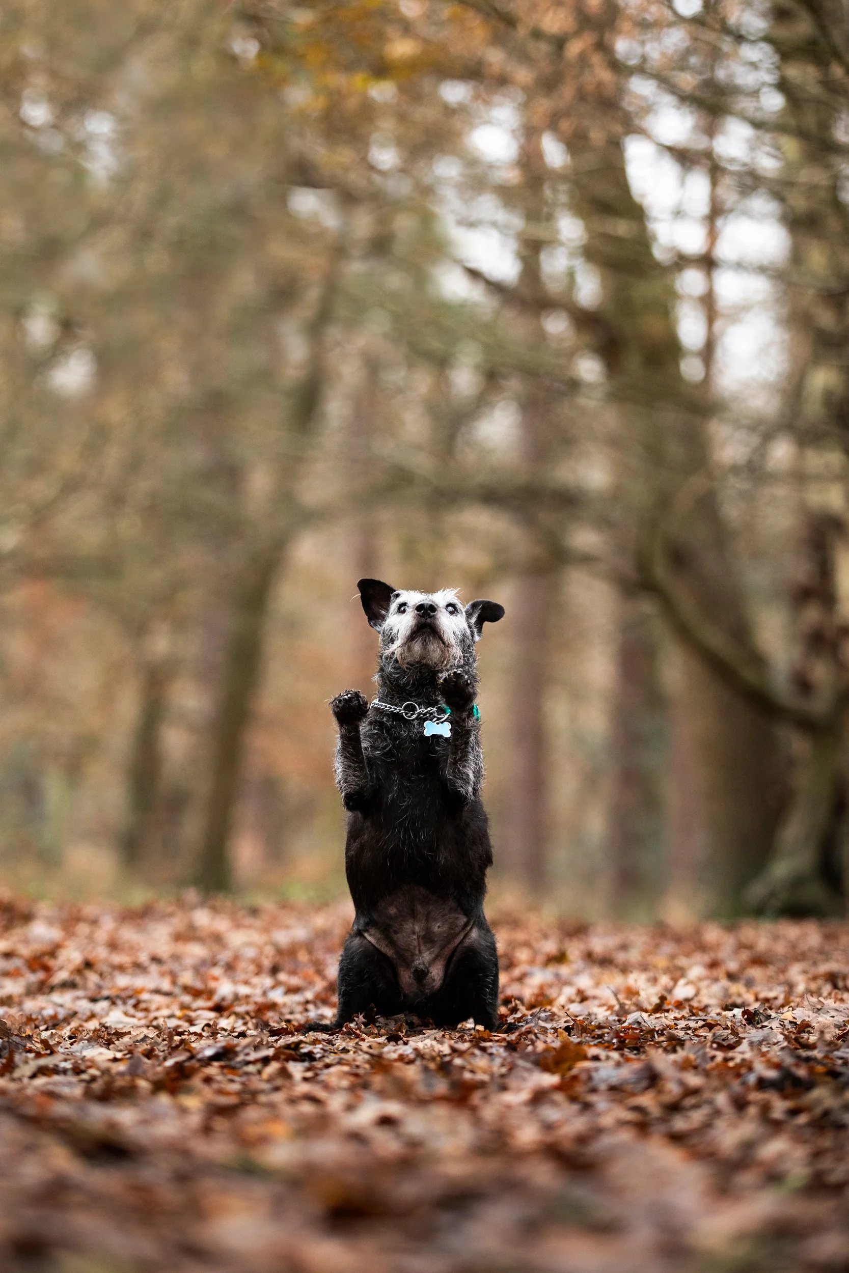 A small black and gray dog standing on its hind legs on a leaf-covered forest floor, looking up with trees and autumn foliage in the background.