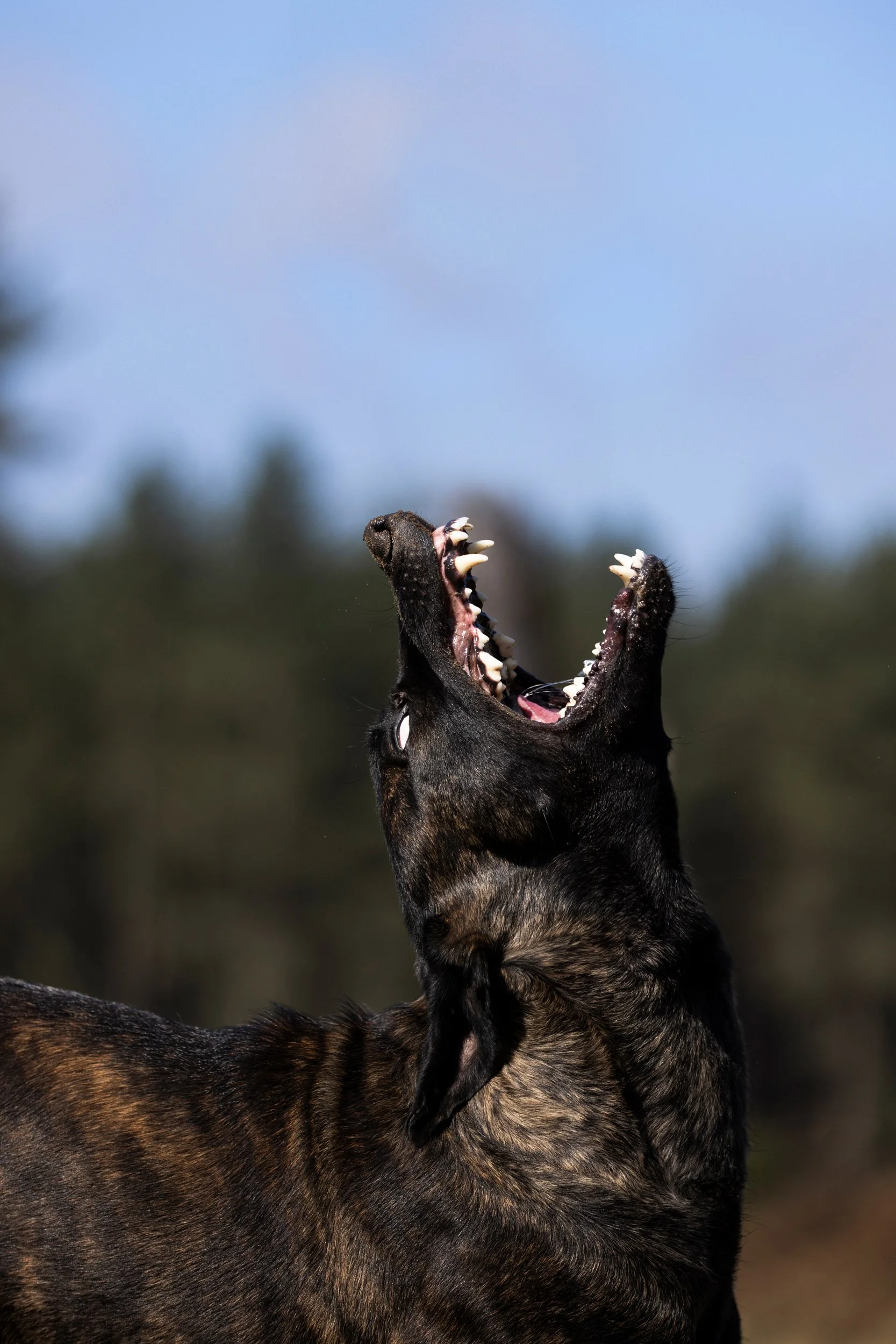 A black dog with its mouth open, showing its teeth, outdoors with trees and a blue sky in the background.
