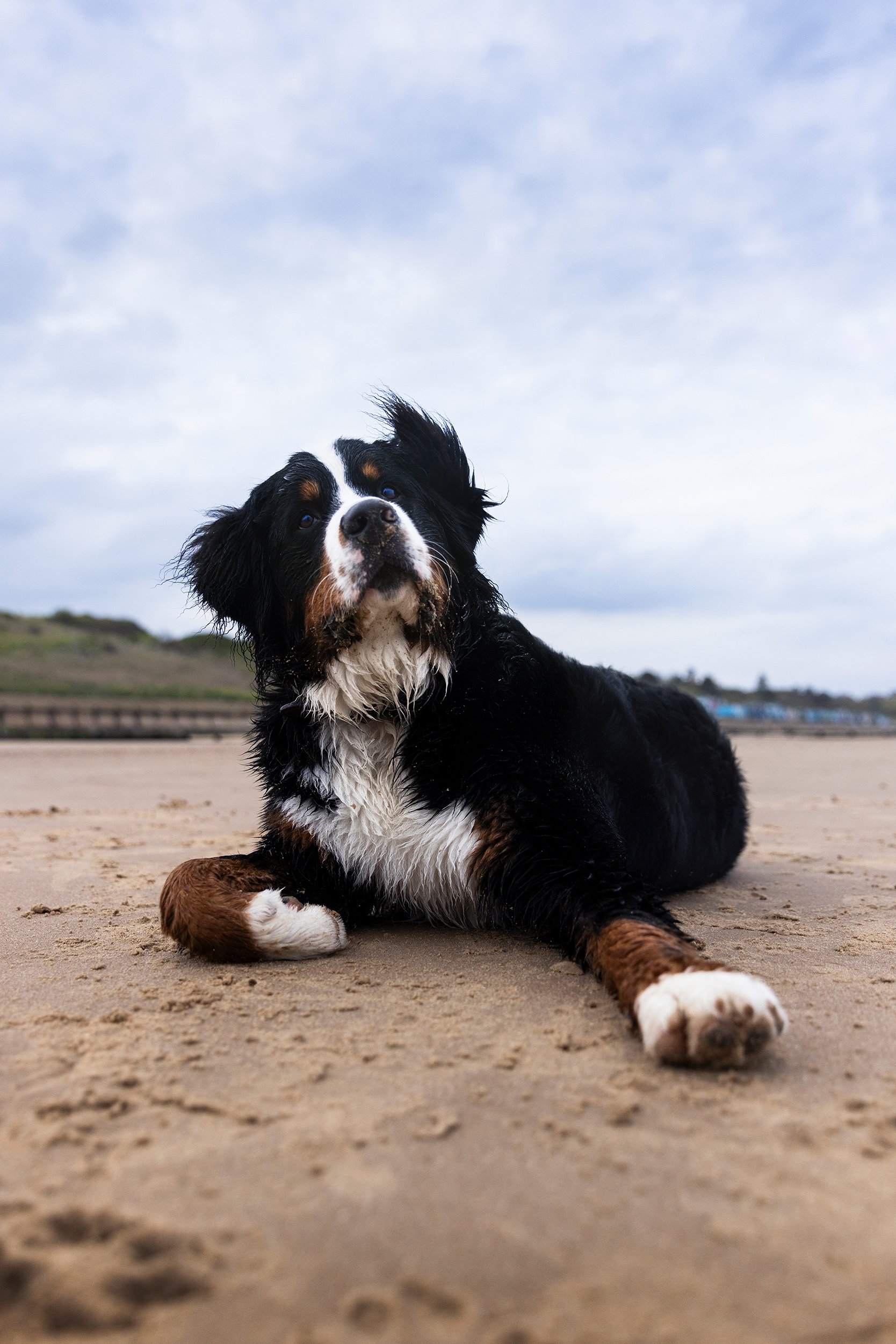 Bernese Mountain Dog lying on a sandy beach under a cloudy sky.