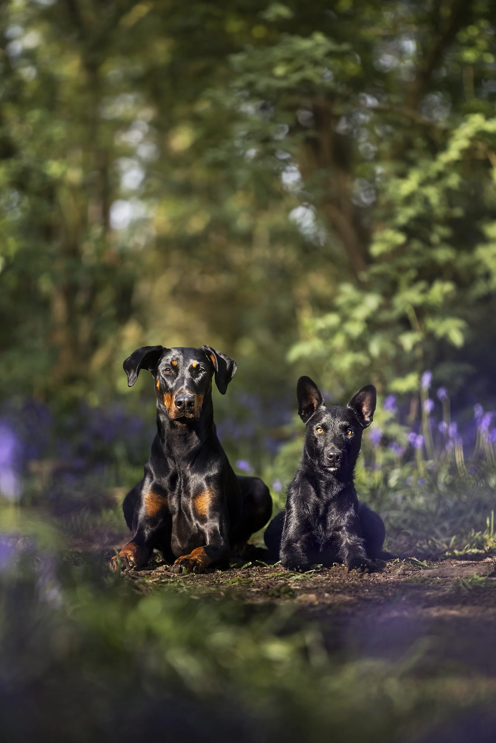 Two dogs sitting on a forest ground with green trees and purple flowers in the background.