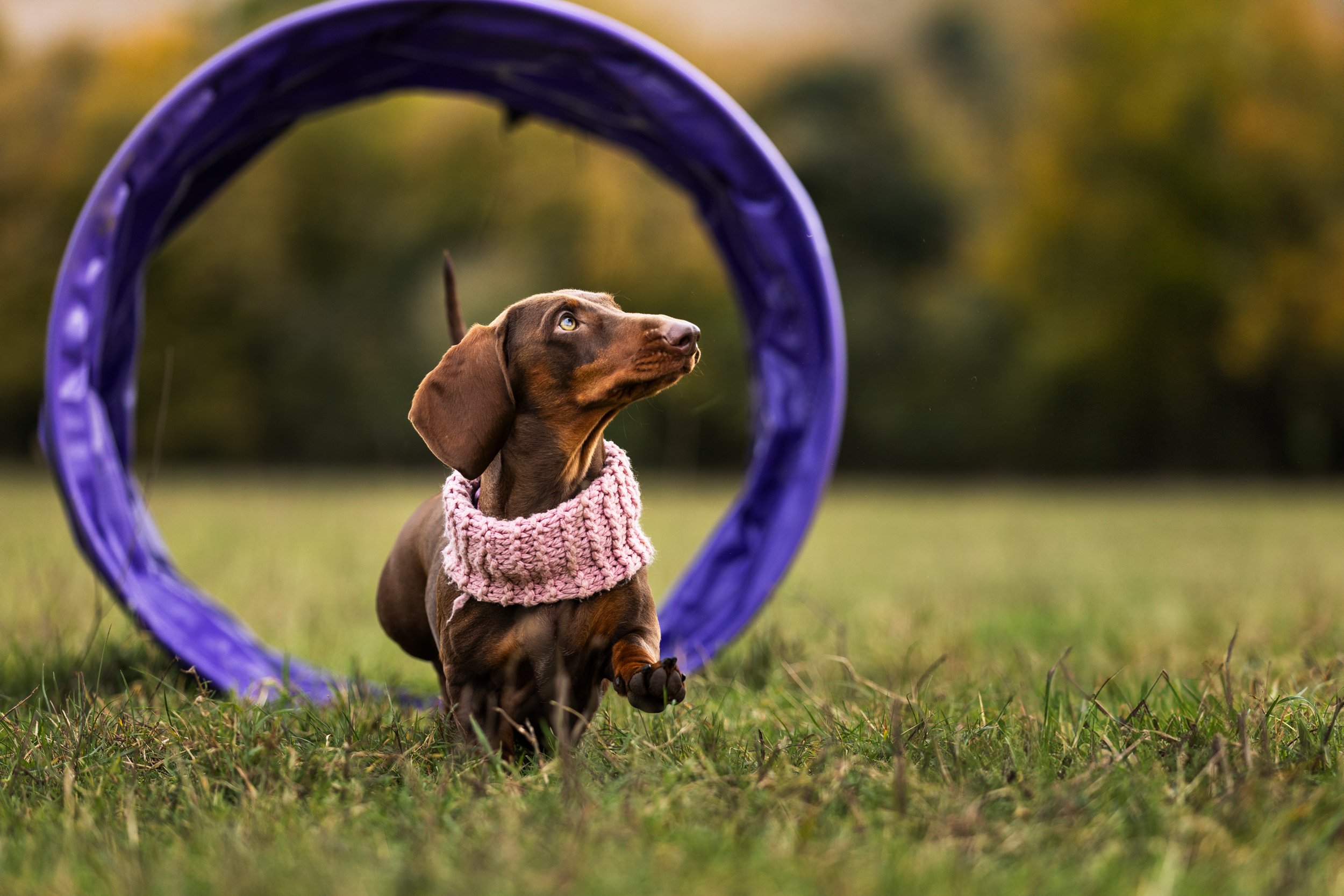 A brown dachshund wearing a pink knitted scarf running through a grassy field with a purple agility hoop in the background, and blurred trees in the distance.