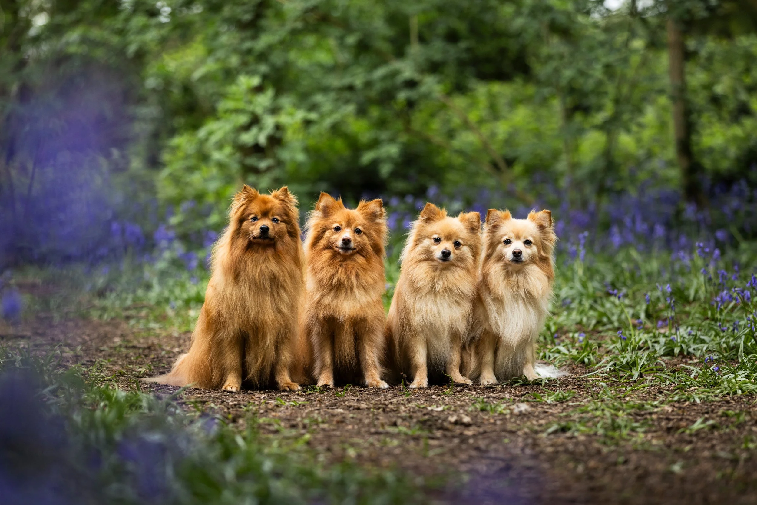 Four fluffy small dogs, likely Pomeranians, sitting on a dirt path in a green forested area with purple flowers.