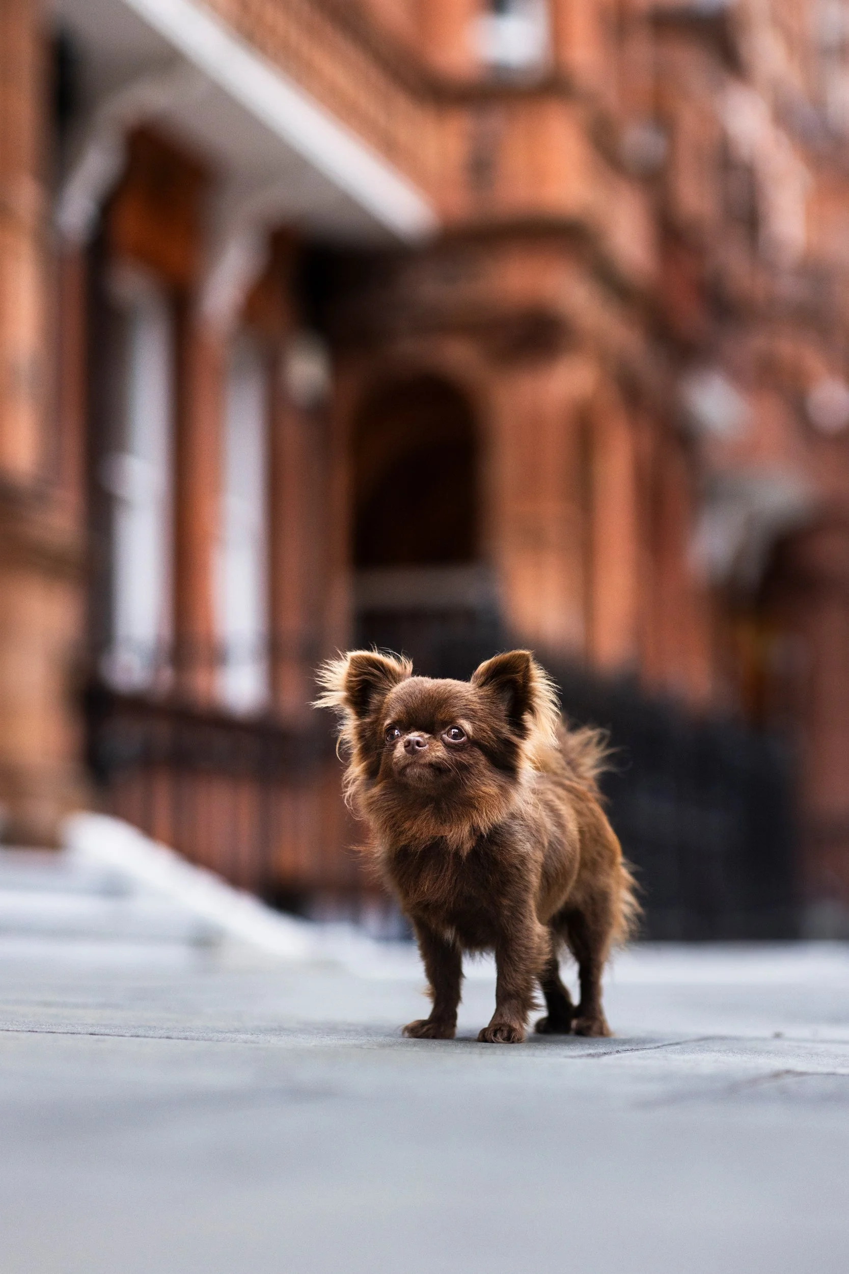 A small brown dog standing outdoors on a street with blurred brick buildings in the background.