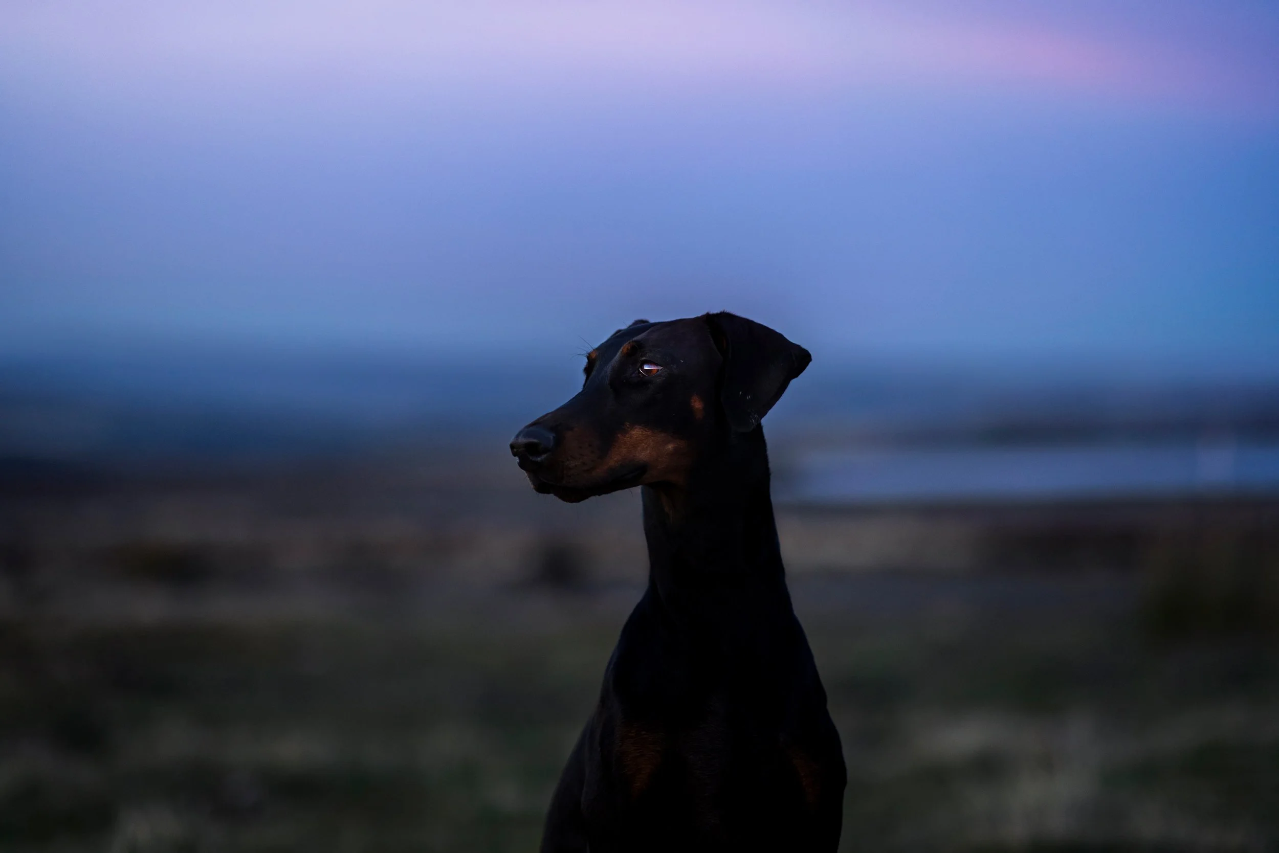A Doberman dog sitting outdoors at sunset or dawn with a blurred background of the ocean and sky.