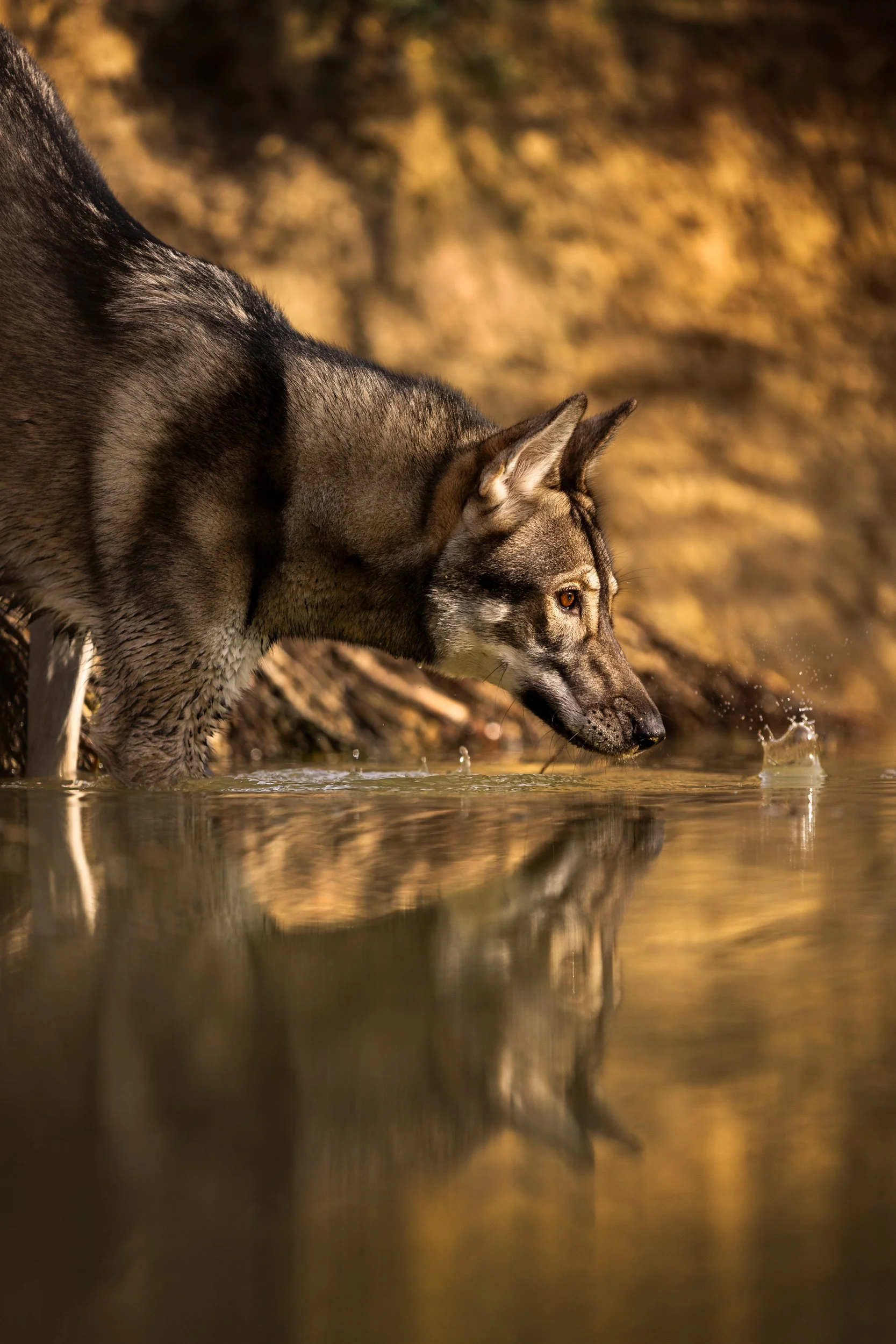 A dog drinking water from a pond or river with a rocky and autumn-colored background.
