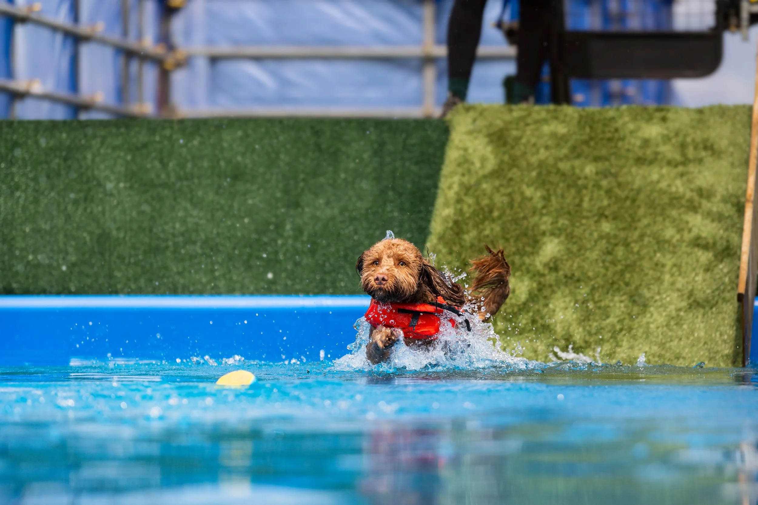 A brown dog in a red life jacket swimming in a pool, approaching a yellow ball.