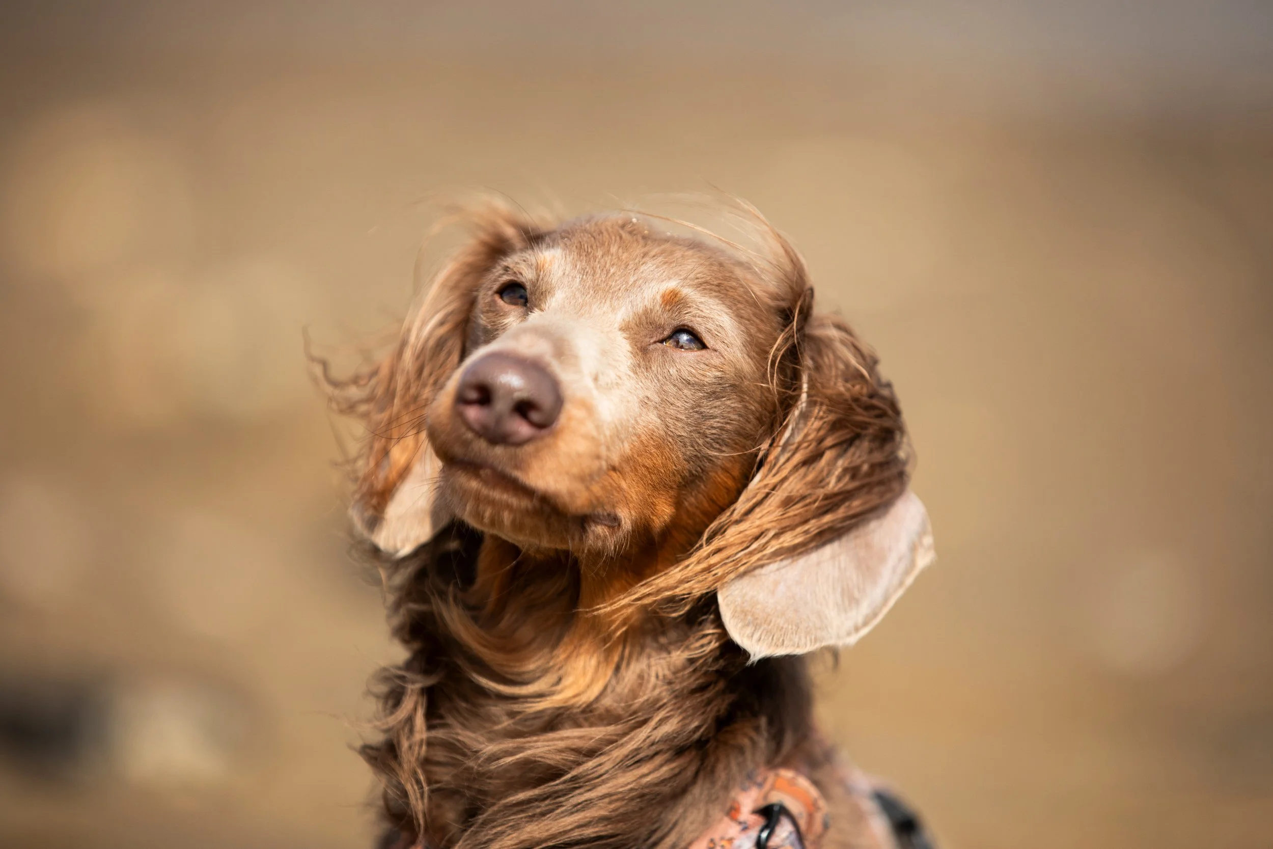 A close-up of a brown dog with long ears and a shiny coat, looking slightly upward with a neutral expression against a blurred natural background.