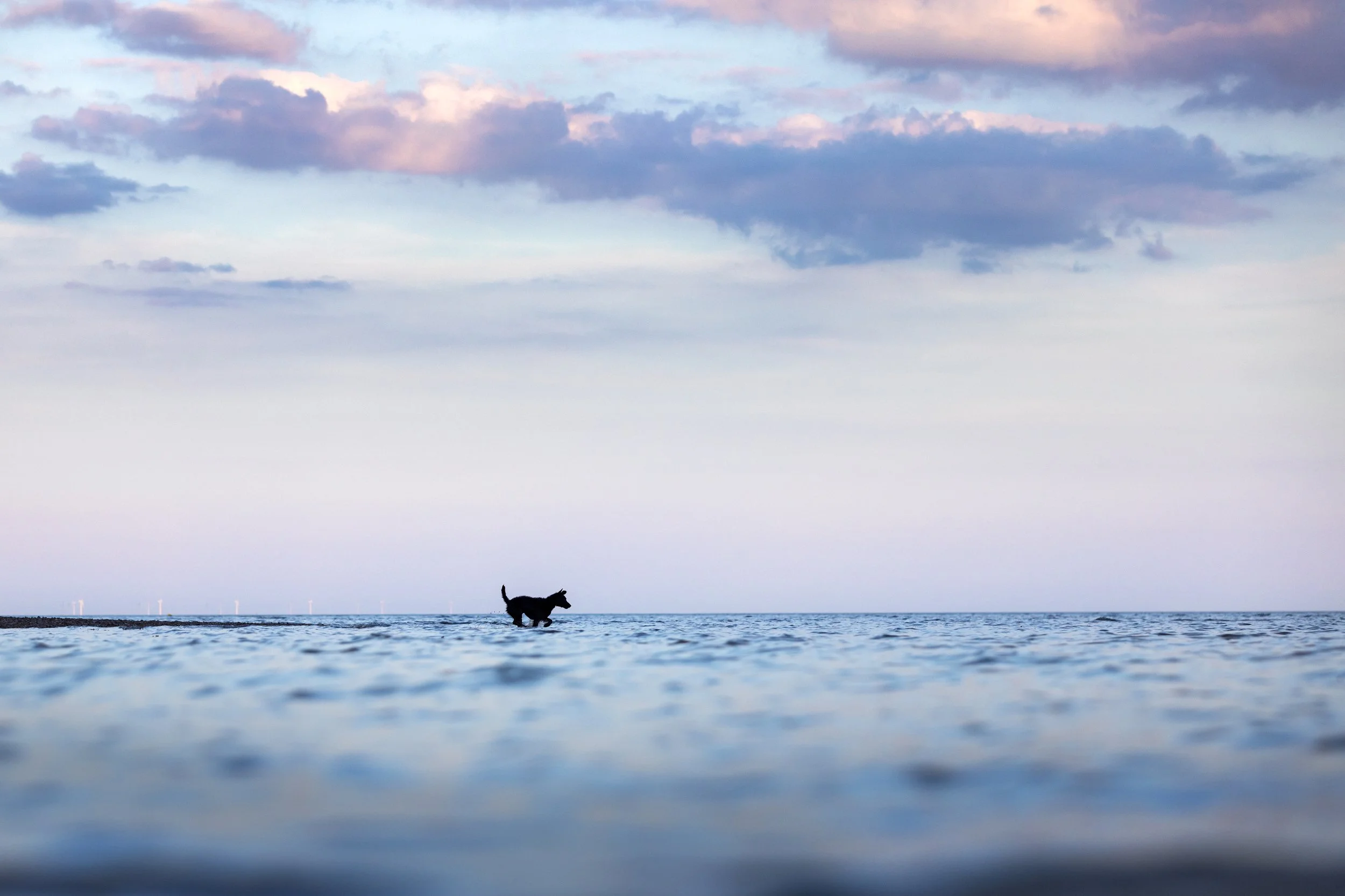A black dog walking in shallow water at the beach with cloudy sky and wind turbines in the distance.
