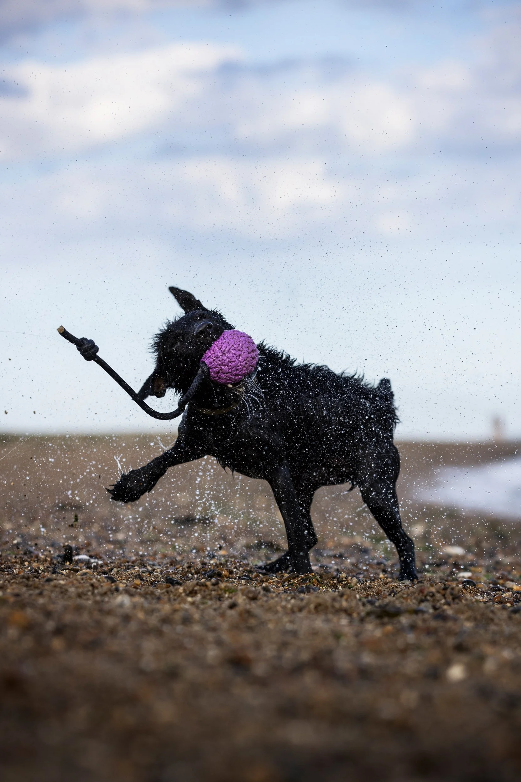 A black puppy playing on a beach with a purple toy in its mouth, water splashing around, under a cloudy sky.