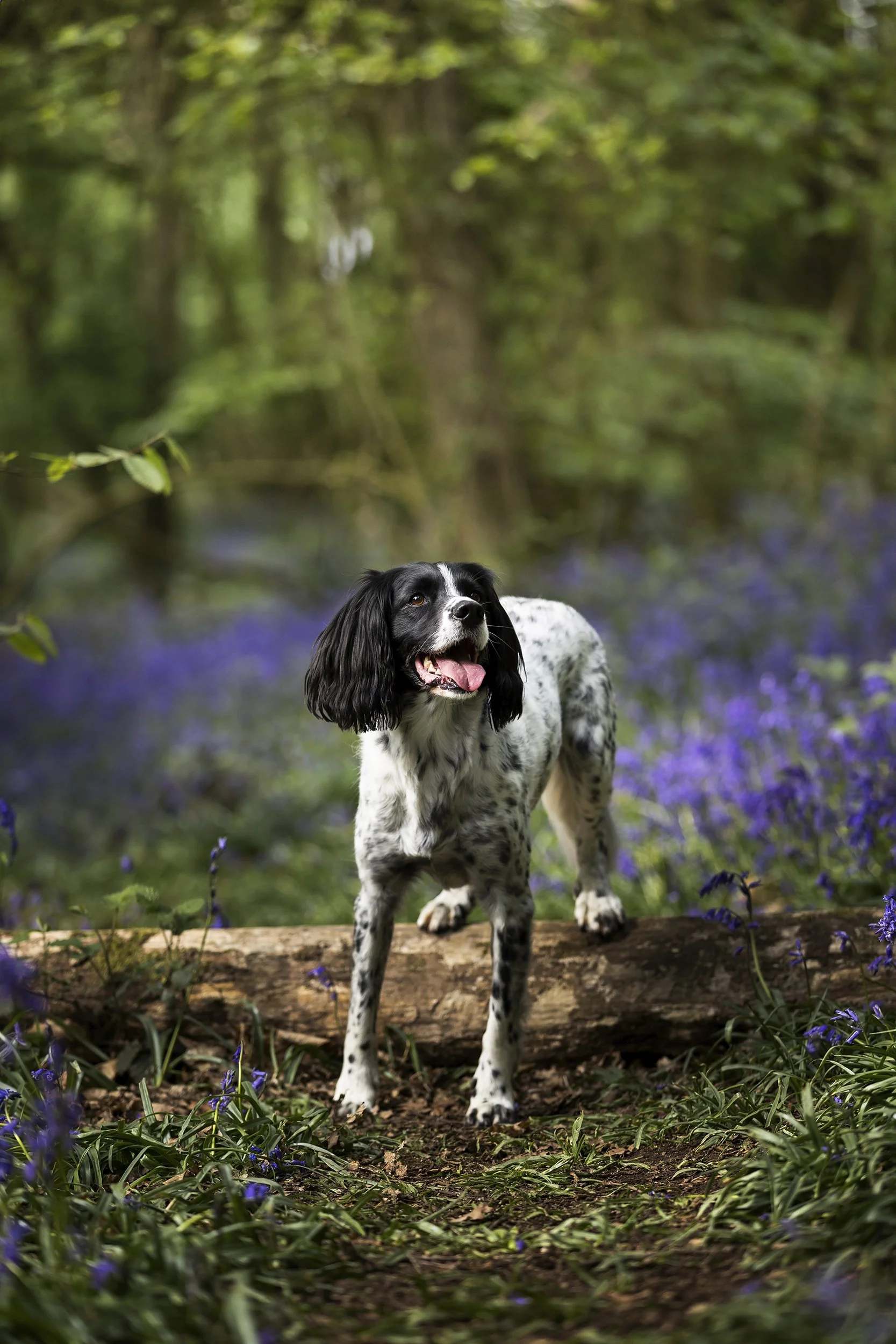 A black and white dog with long ears standing on a fallen log in a green forest with purple flowers.
