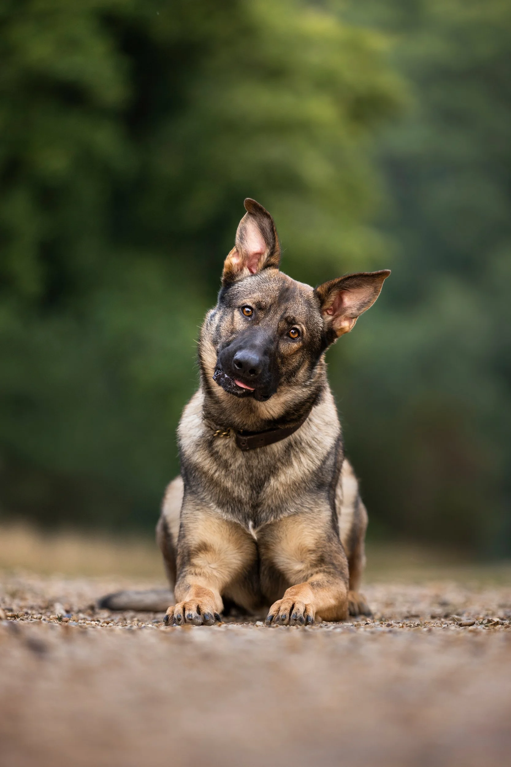 A mixed breed dog with one ear standing up and the other flopping over, sitting on a dirt path outdoors with a blurred green forest background.