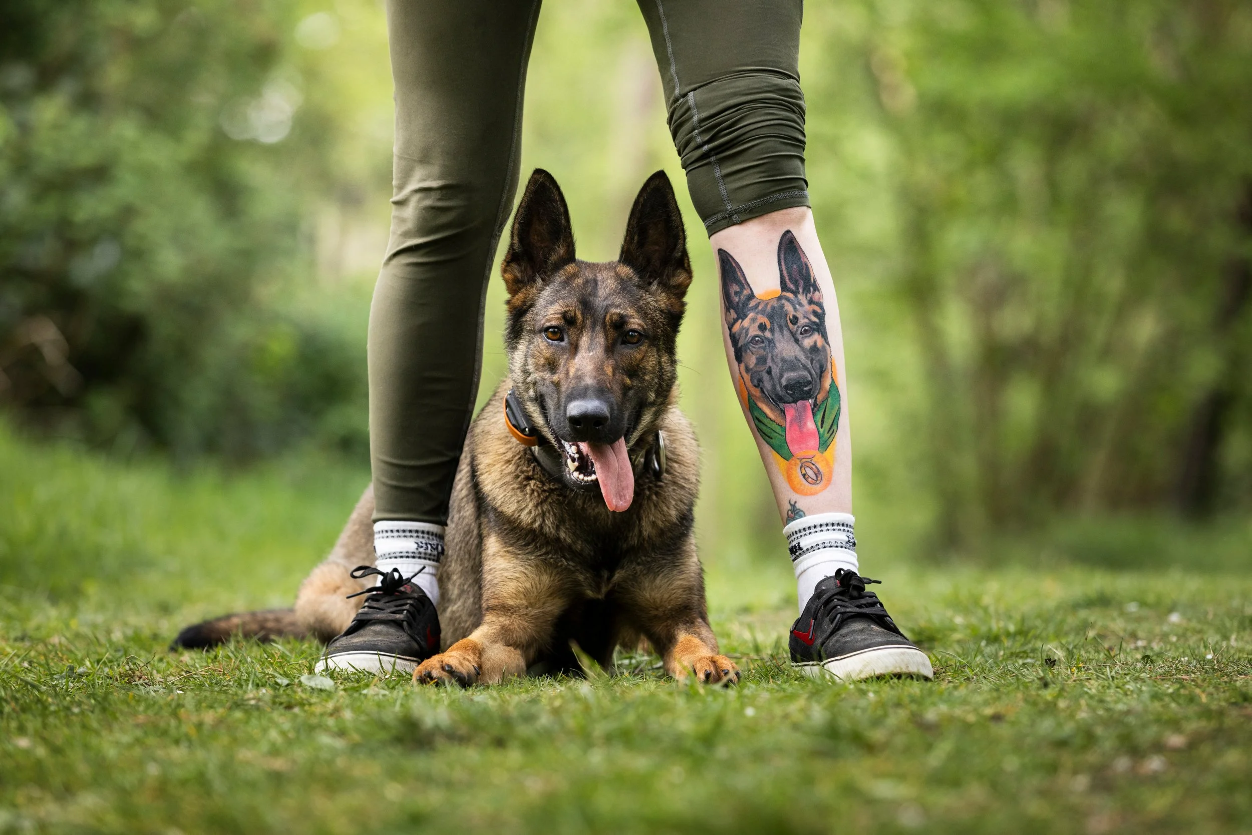 Person standing outdoors with a German Shepherd dog sitting between their legs. The person is wearing green pants, black sneakers, and white socks with black details. The person's right leg features a colorful tattoo of a German Shepherd's face on th