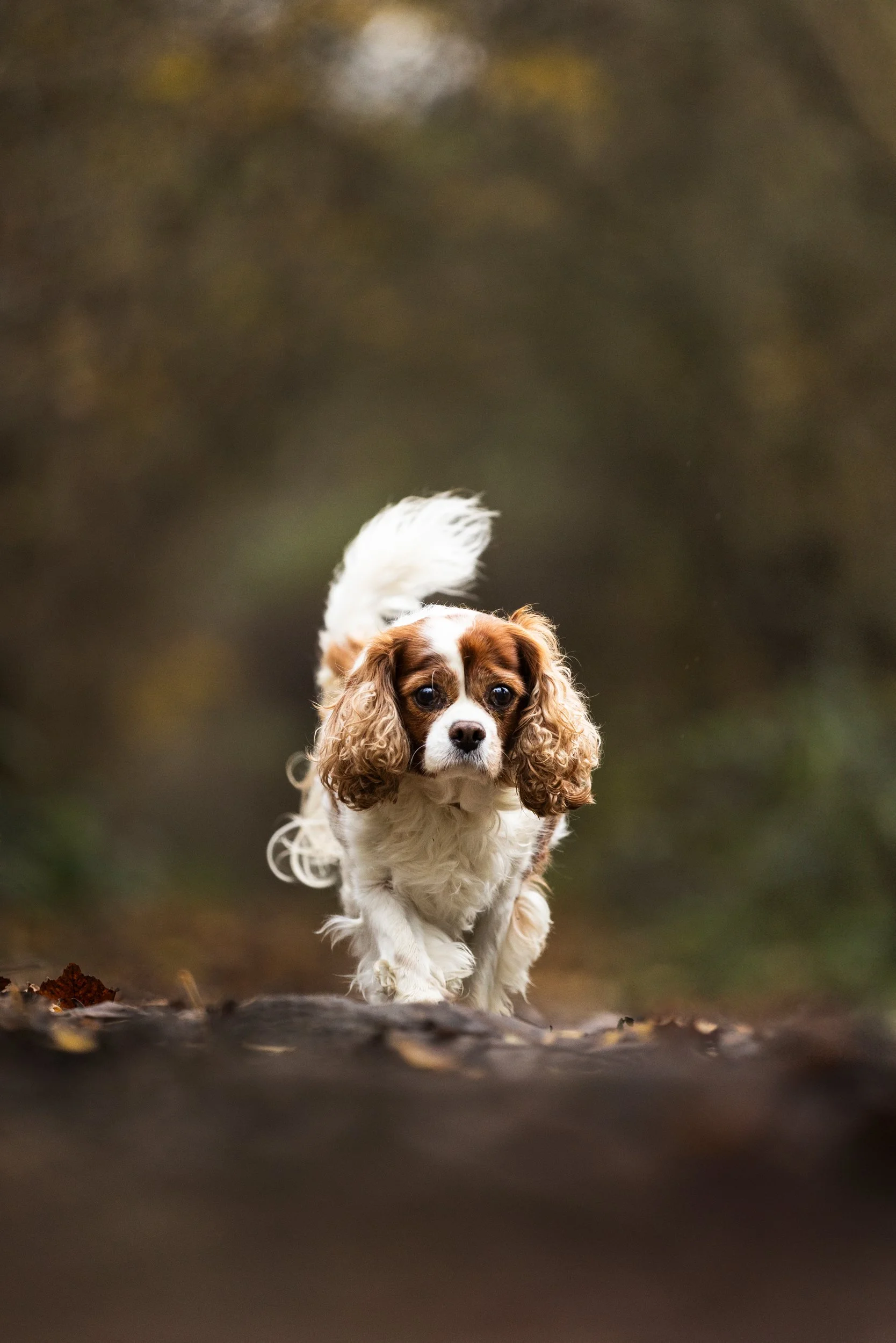 A Cavalier King Charles Spaniel puppy running outdoors on a trail, with a blurred forest background.