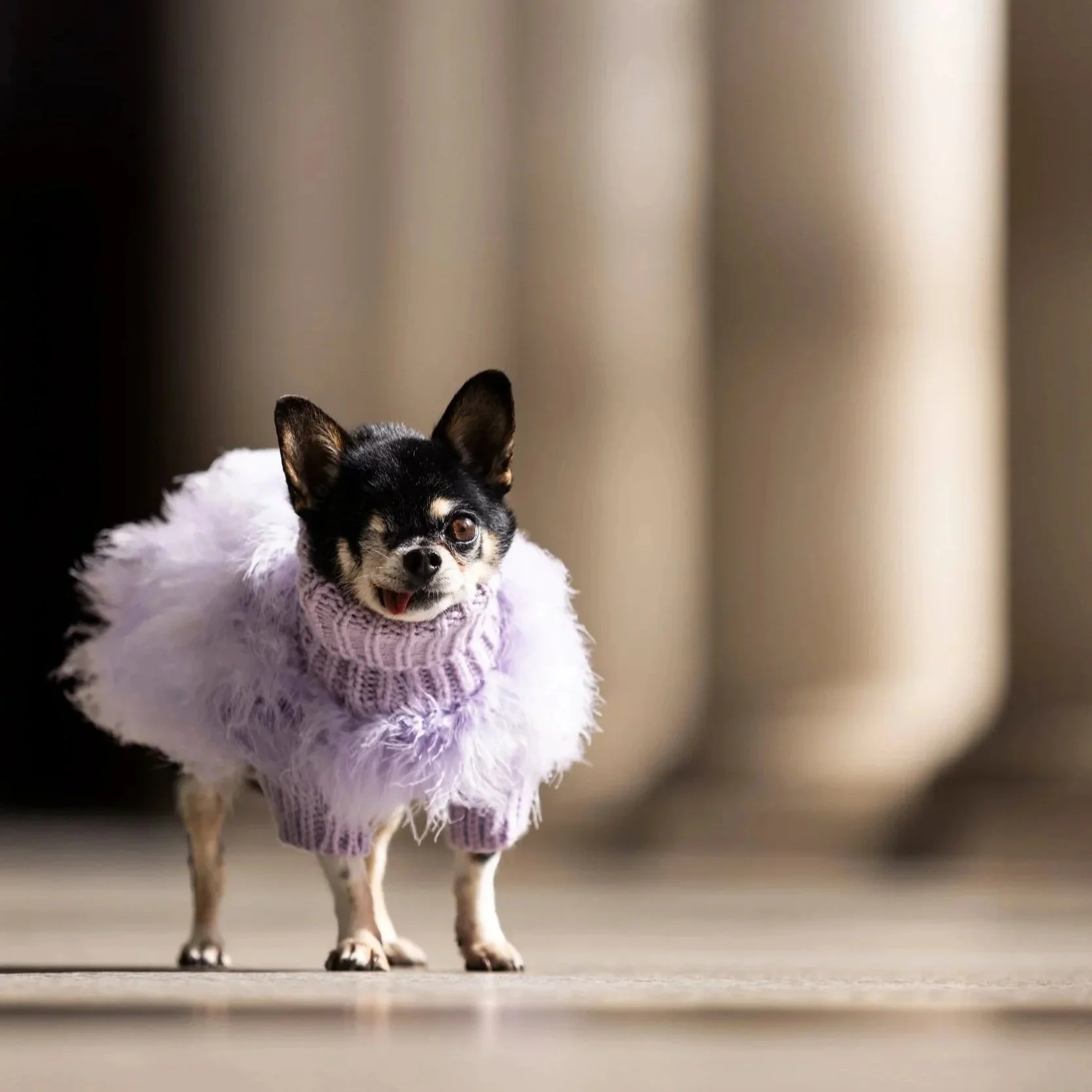 Small dog, possibly a Chihuahua, wearing a lavender sweater with feathered trim, standing on a light-colored indoor floor with a blurred beige curtain background.