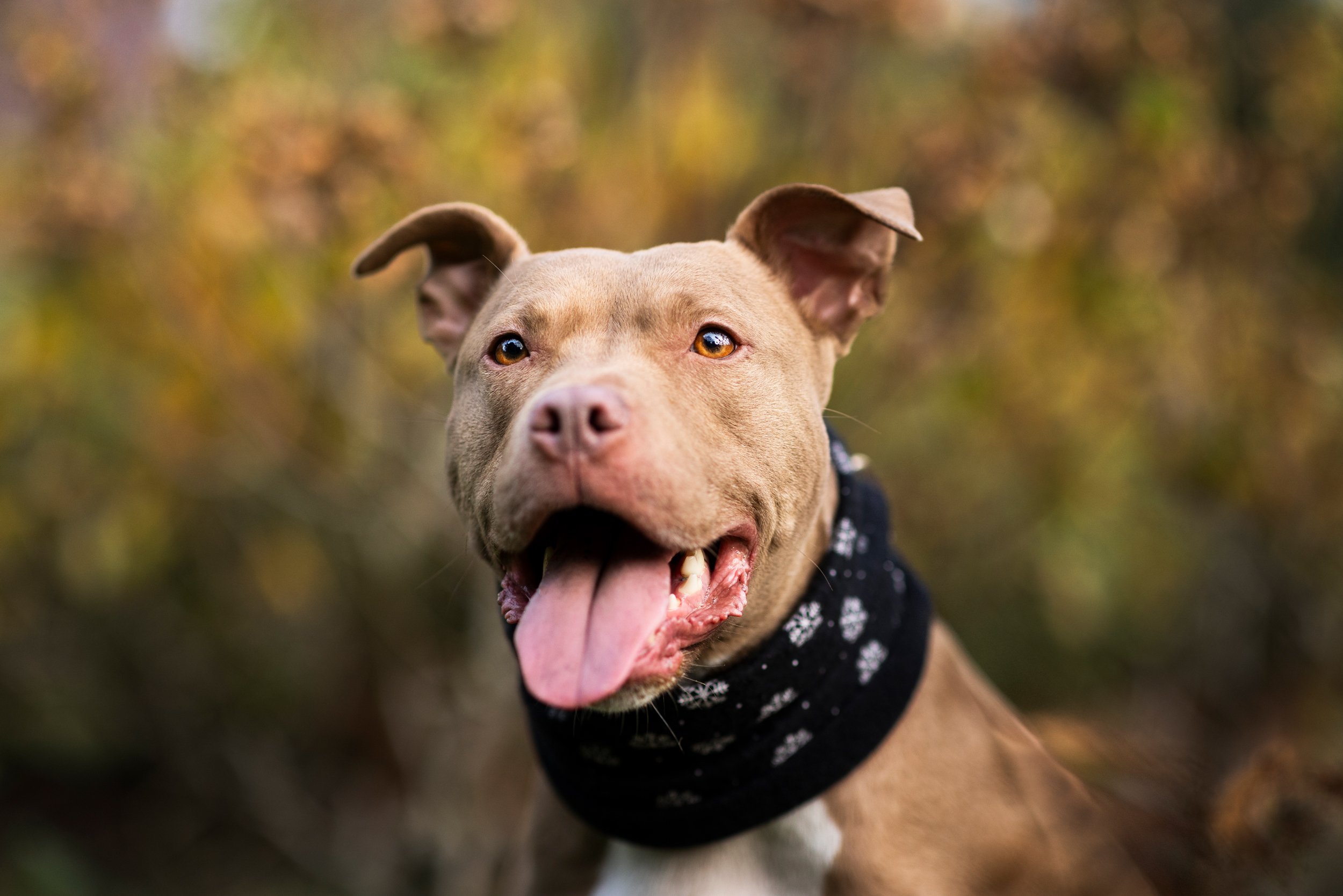 A happy brown dog with a black bandana featuring white snowflakes, outdoors with blurred autumn foliage in the background.
