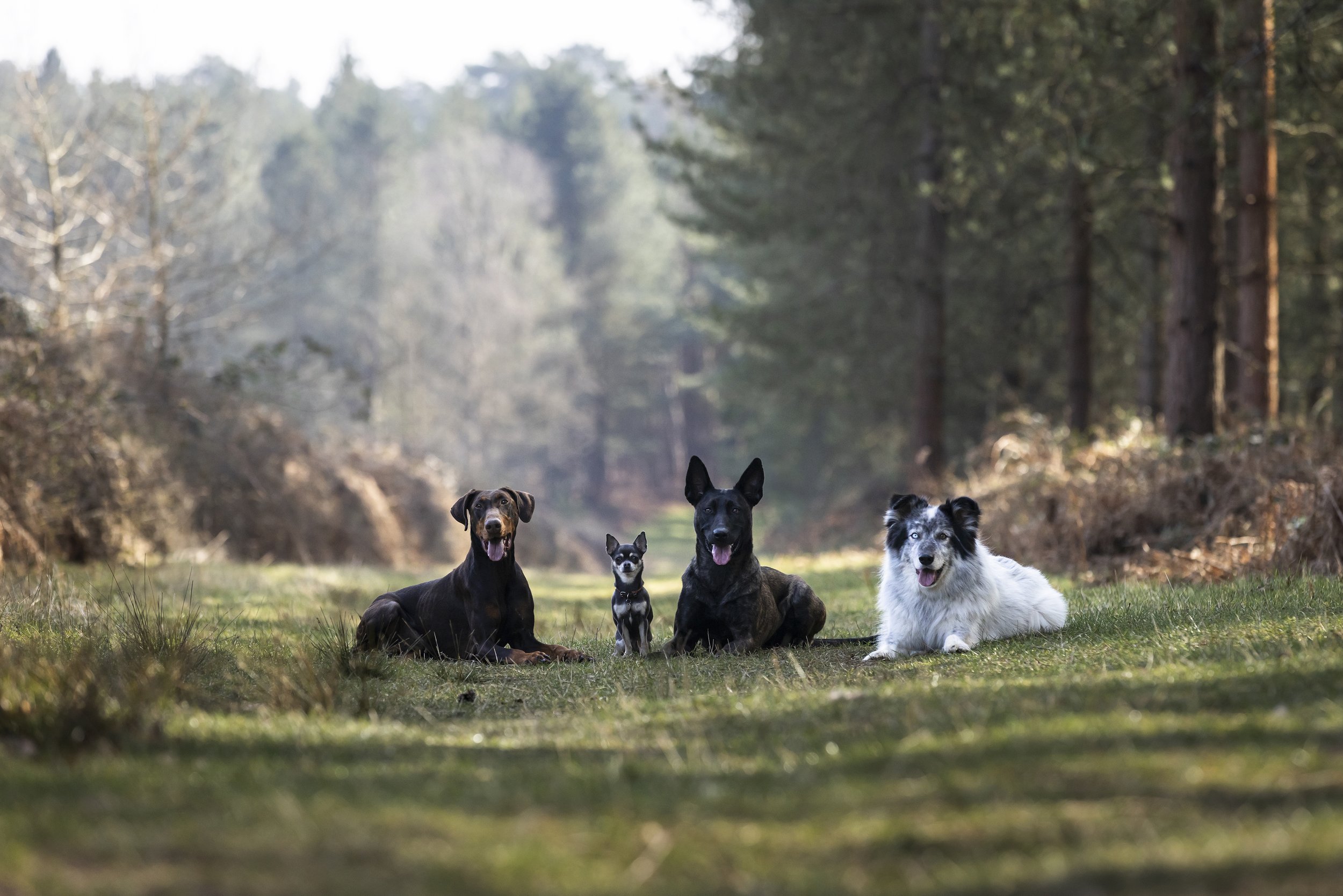Four dogs sitting and lying on a grassy area in a forest.