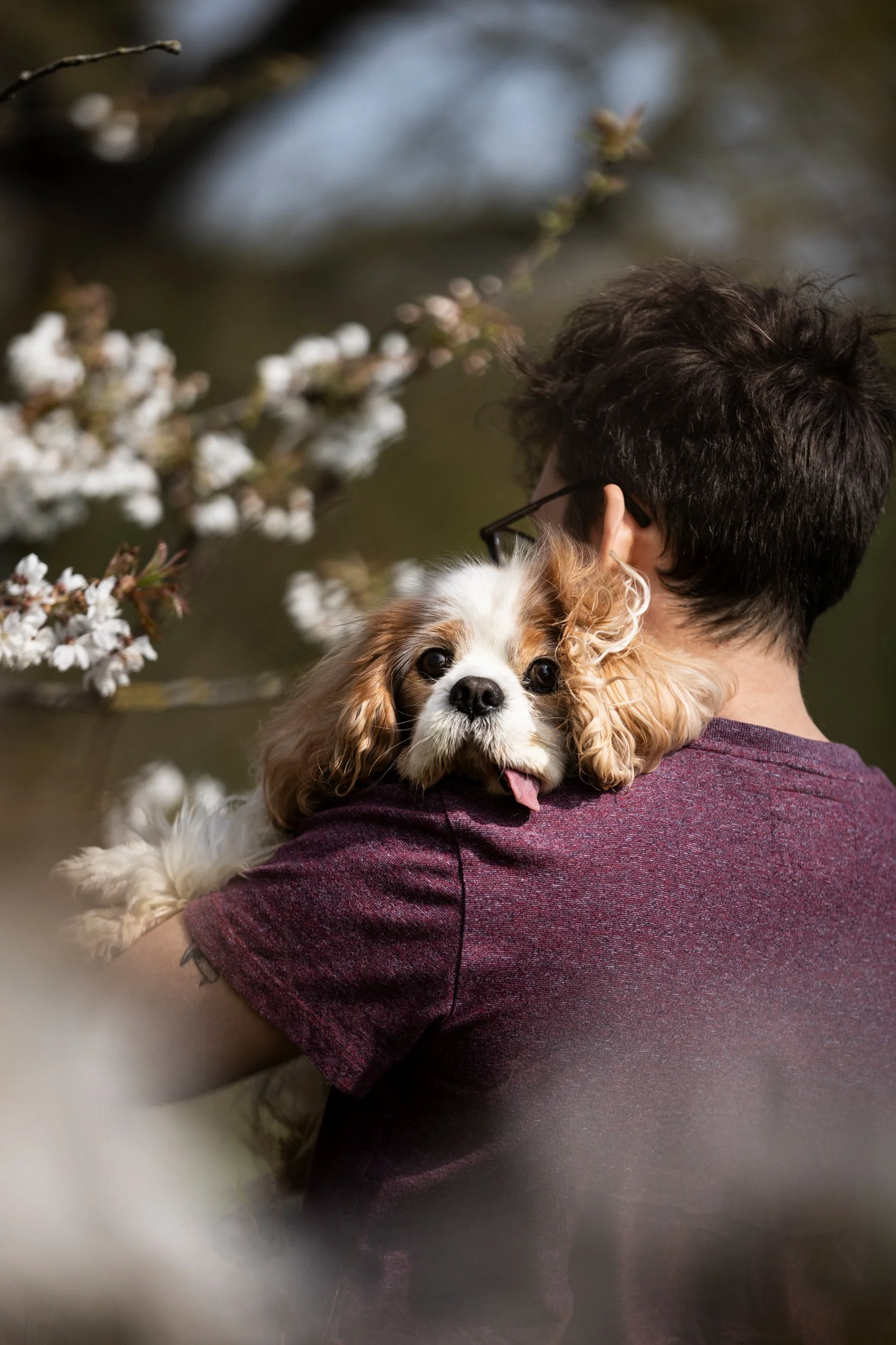 Person holding a small dog with wagging tongue near blooming tree branches.