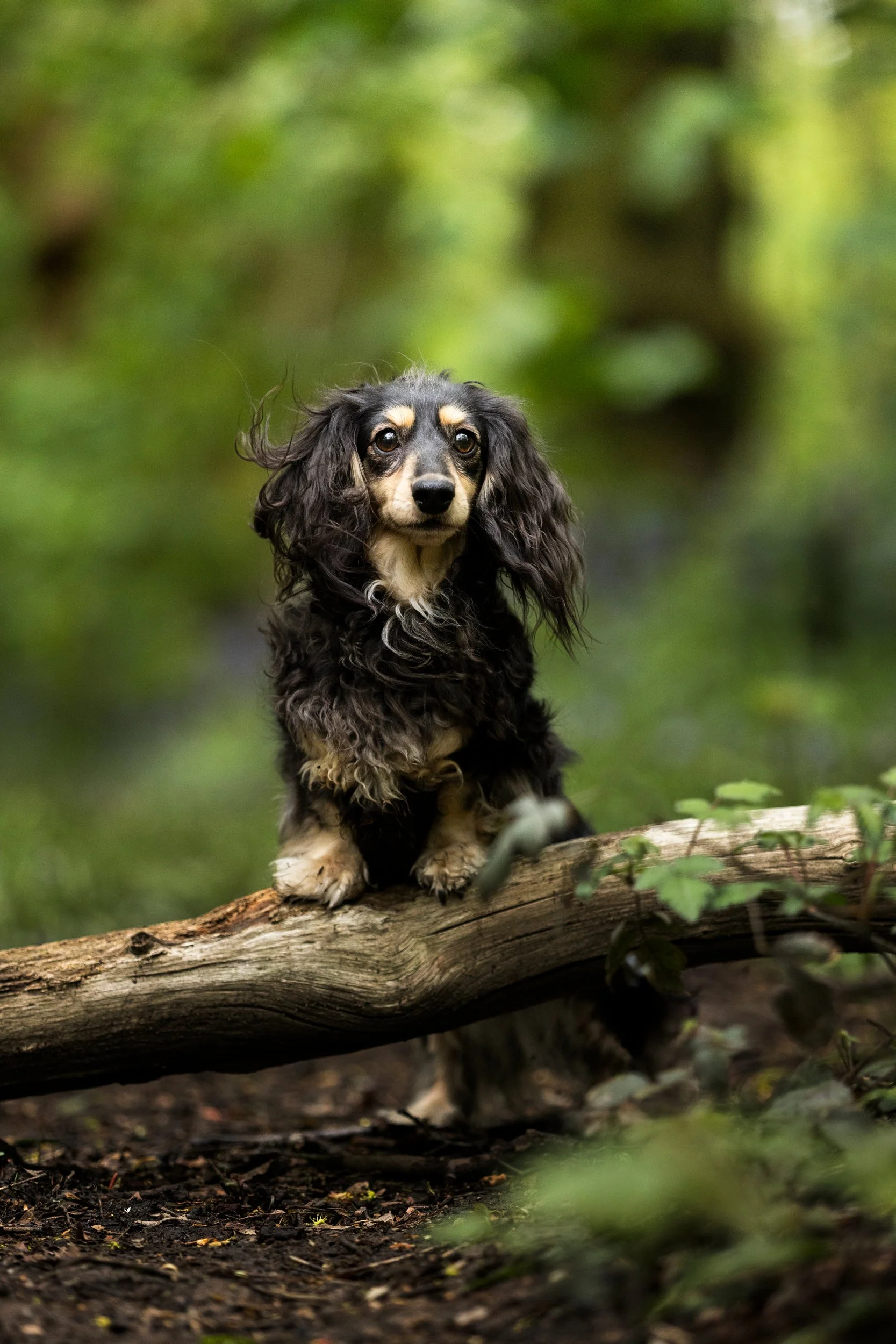 A black and tan Cocker Spaniel puppy sitting on a fallen tree in a forest with green foliage.
