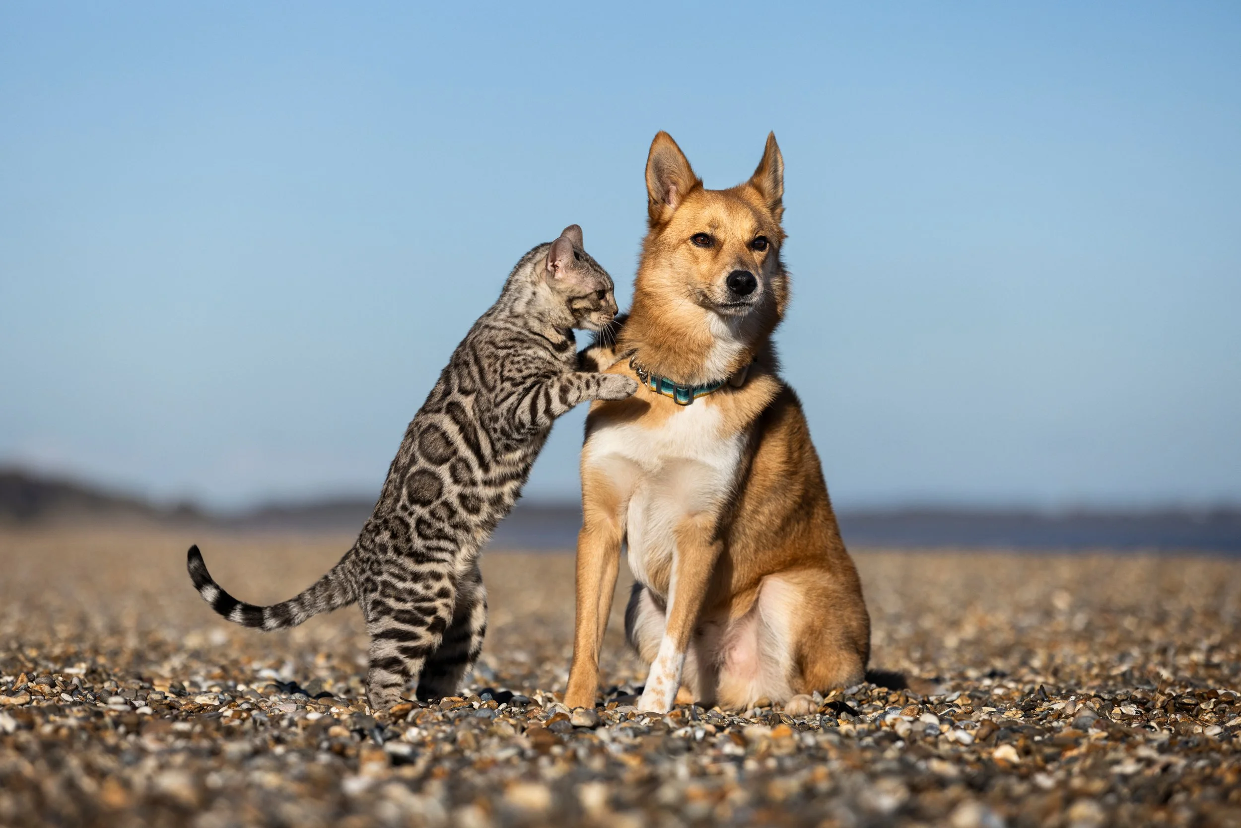 A cat and a dog on a gravel beach, with the cat reaching up towards the dog, who is sitting and looking slightly to the side under a clear blue sky.